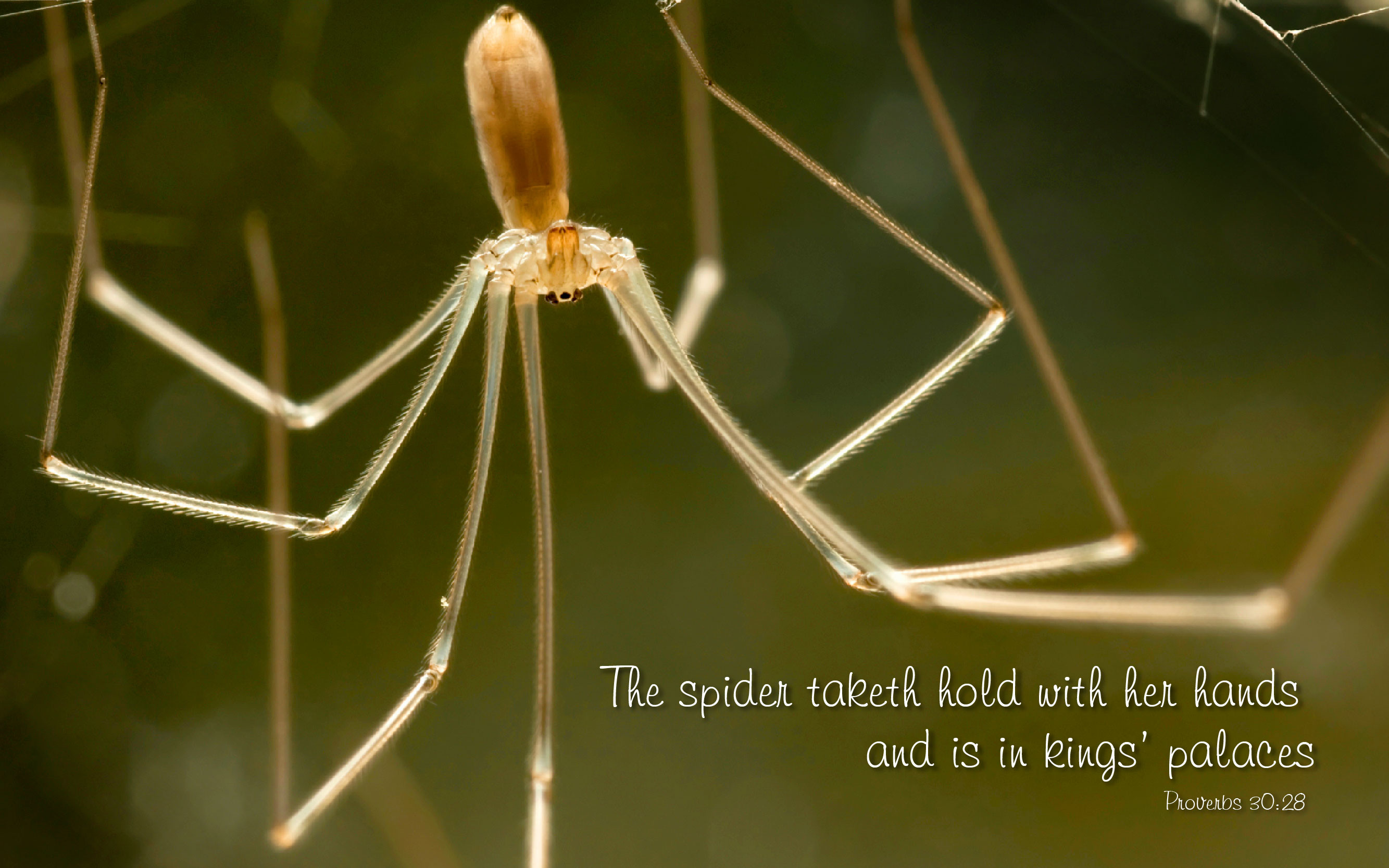 Паук 2 х. Длинноногий папочка паук. Cellar Spider. Harvestman Spider (Kosarz).