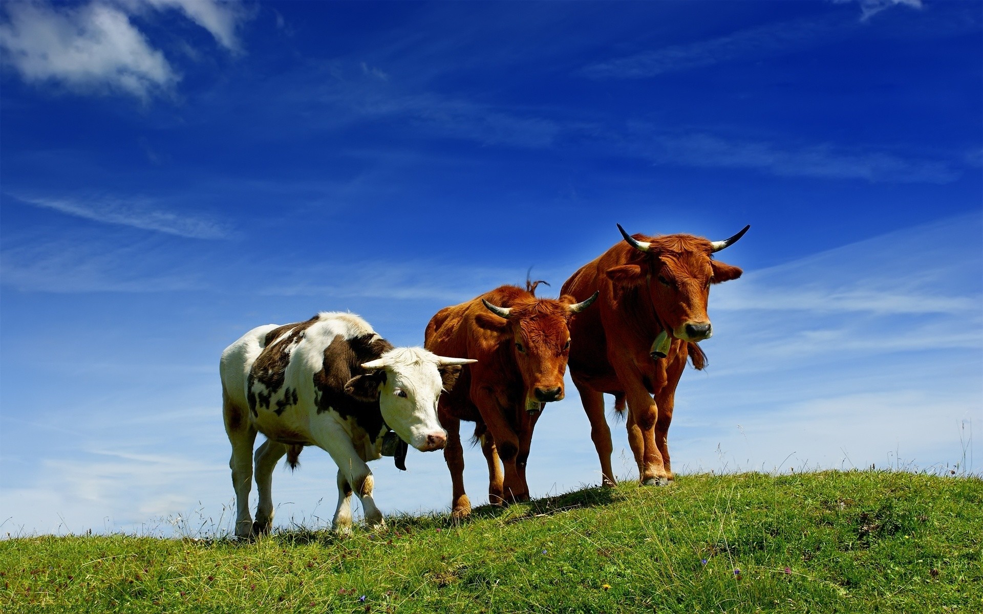 Cute Cow Wallpaper 2023 HD 4K APK for Android Download