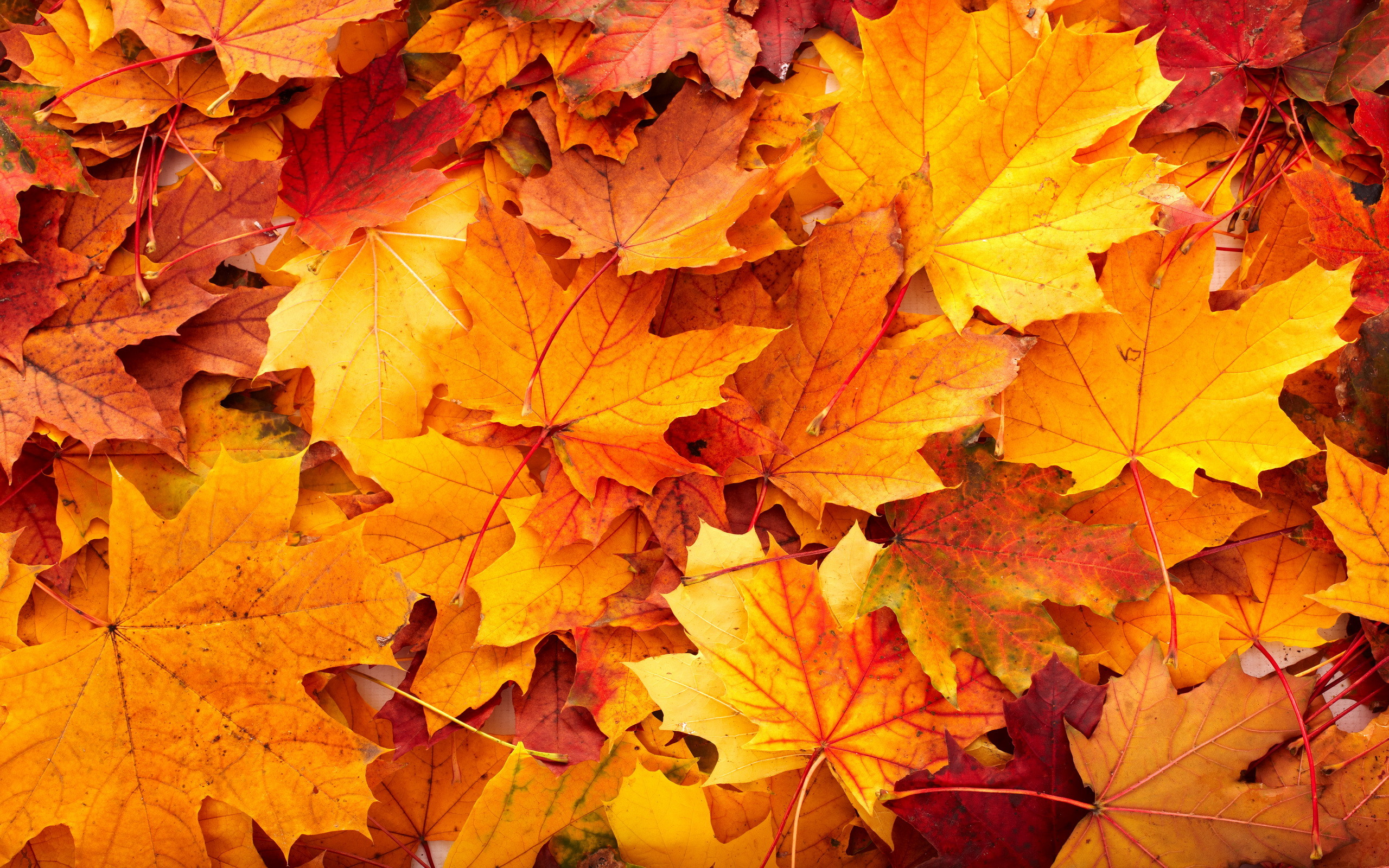 HD girly autumn wallpapers  Peakpx