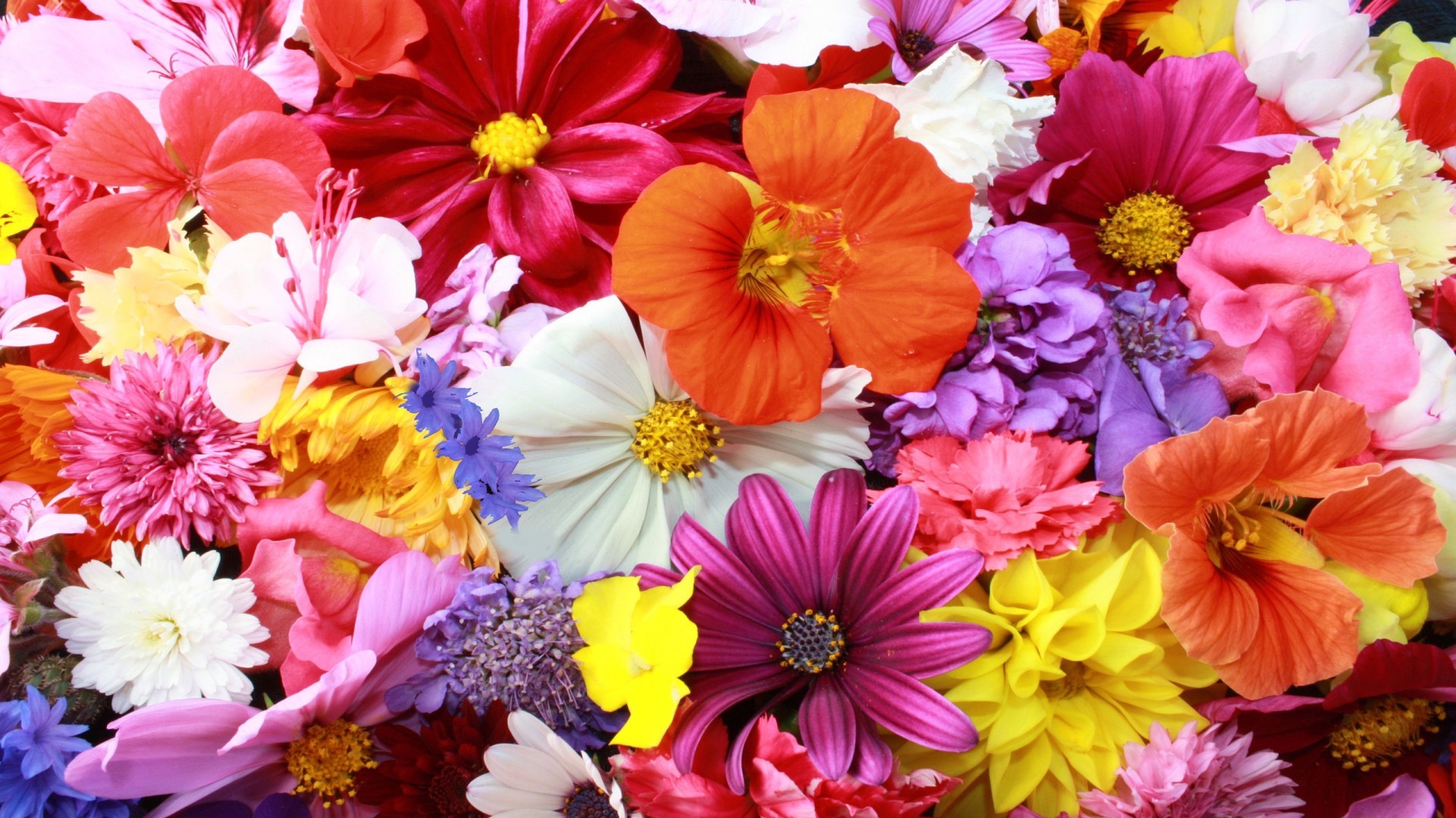 Colorful Flower Wallpaper (70+ pictures)