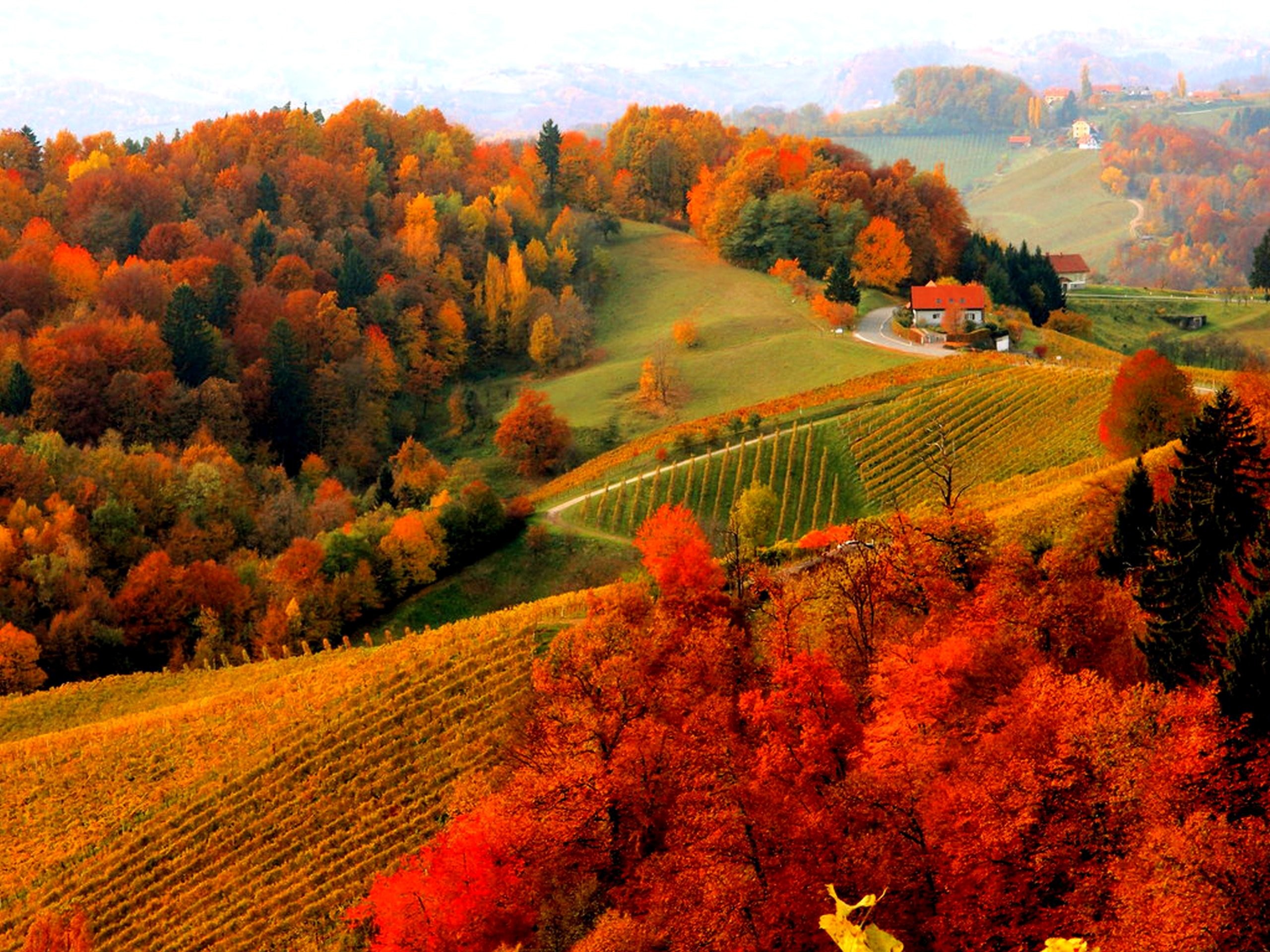 Осенние картинки. Лес Шварцвальд осенью. Осенняя природа. Красивая осень. Осенний пейзаж.