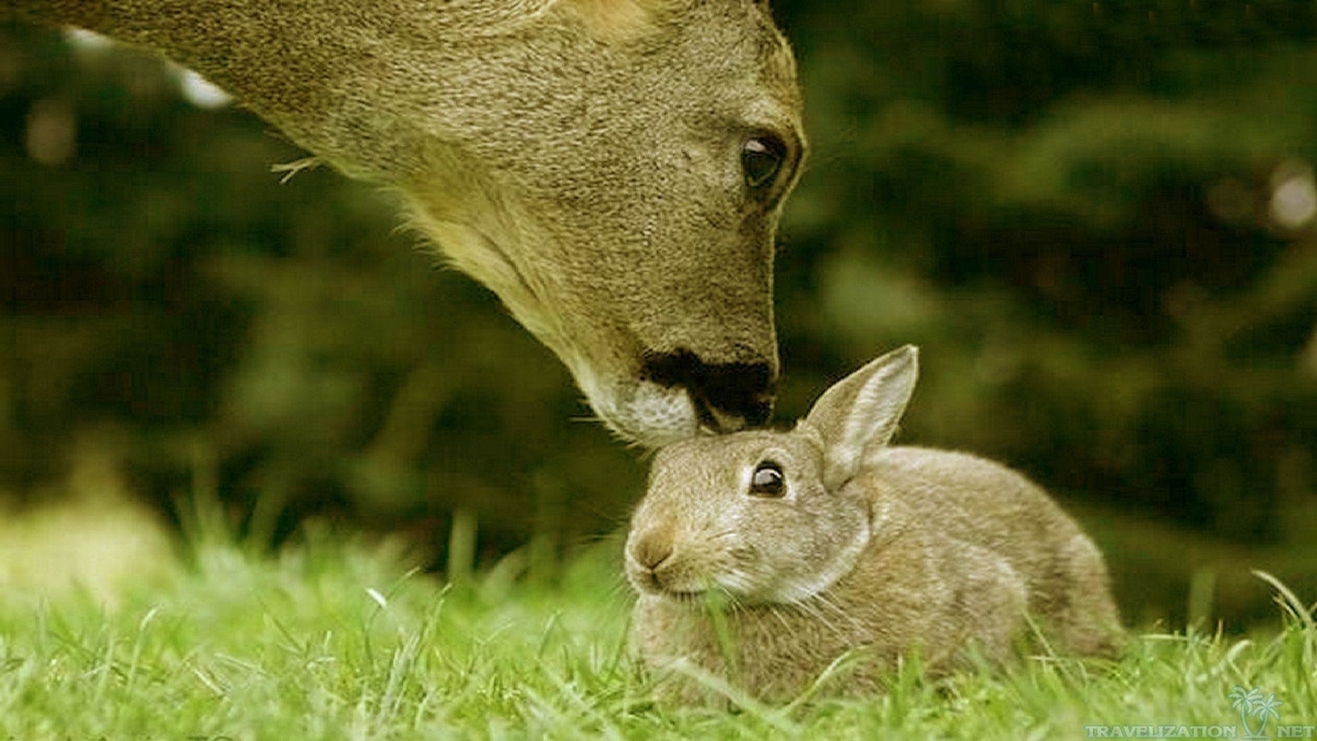 1920x1080 Baby Animals Cute Bunny Wallpaper HD | Free HD Desktop Wallpaper . 1920x1080