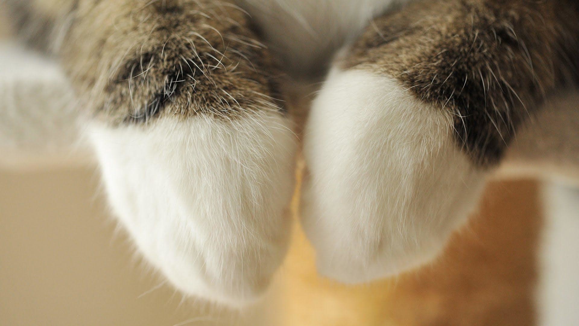 Лапа хапа фото. Лапа кота. Кошачья лапка. Пушистые лапки. Кошачьи подушечки на лапах.