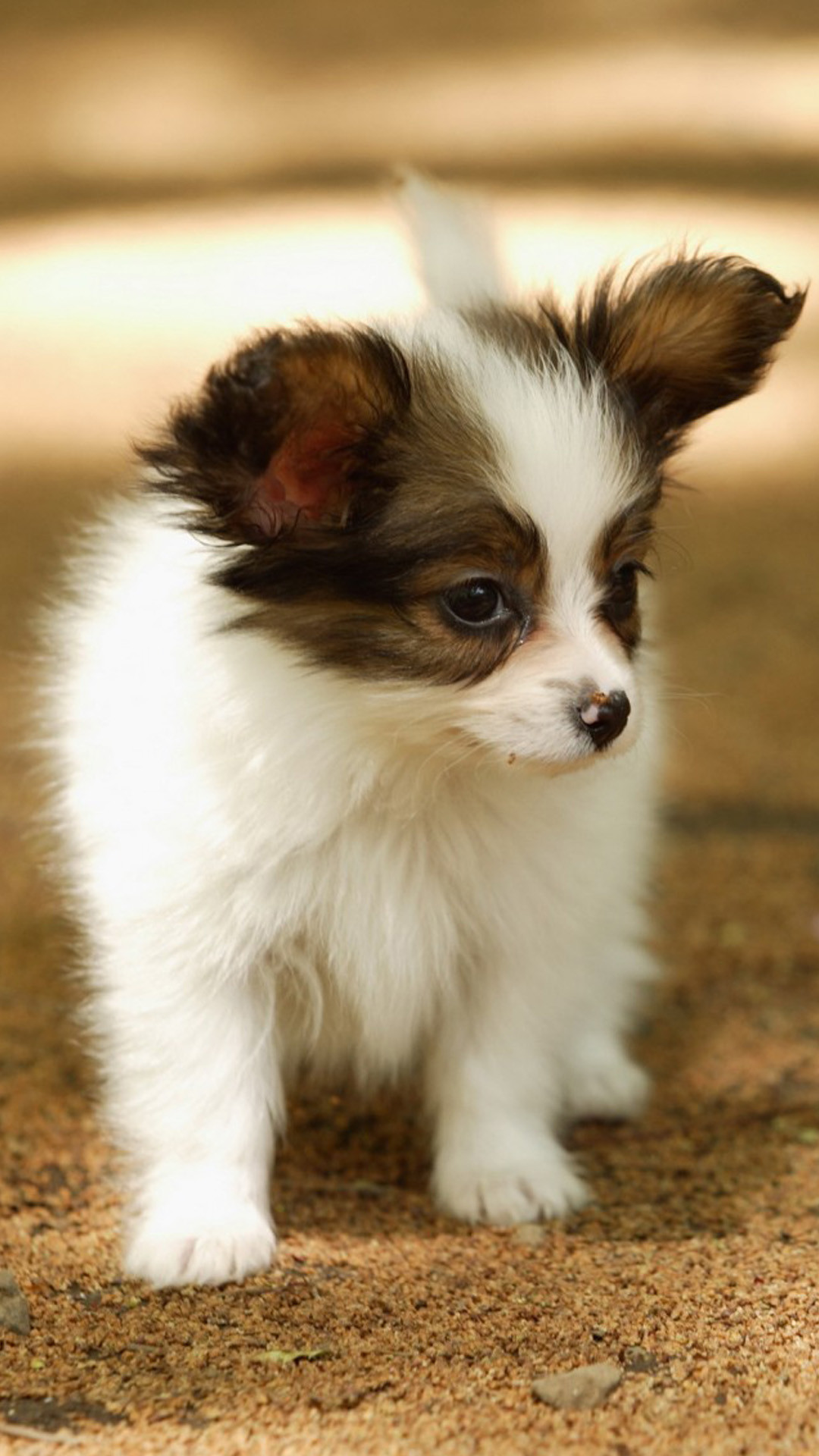 Cute Lovely Puppy Walking Dog Animal iPhone 6 wallpaper 1080x1920