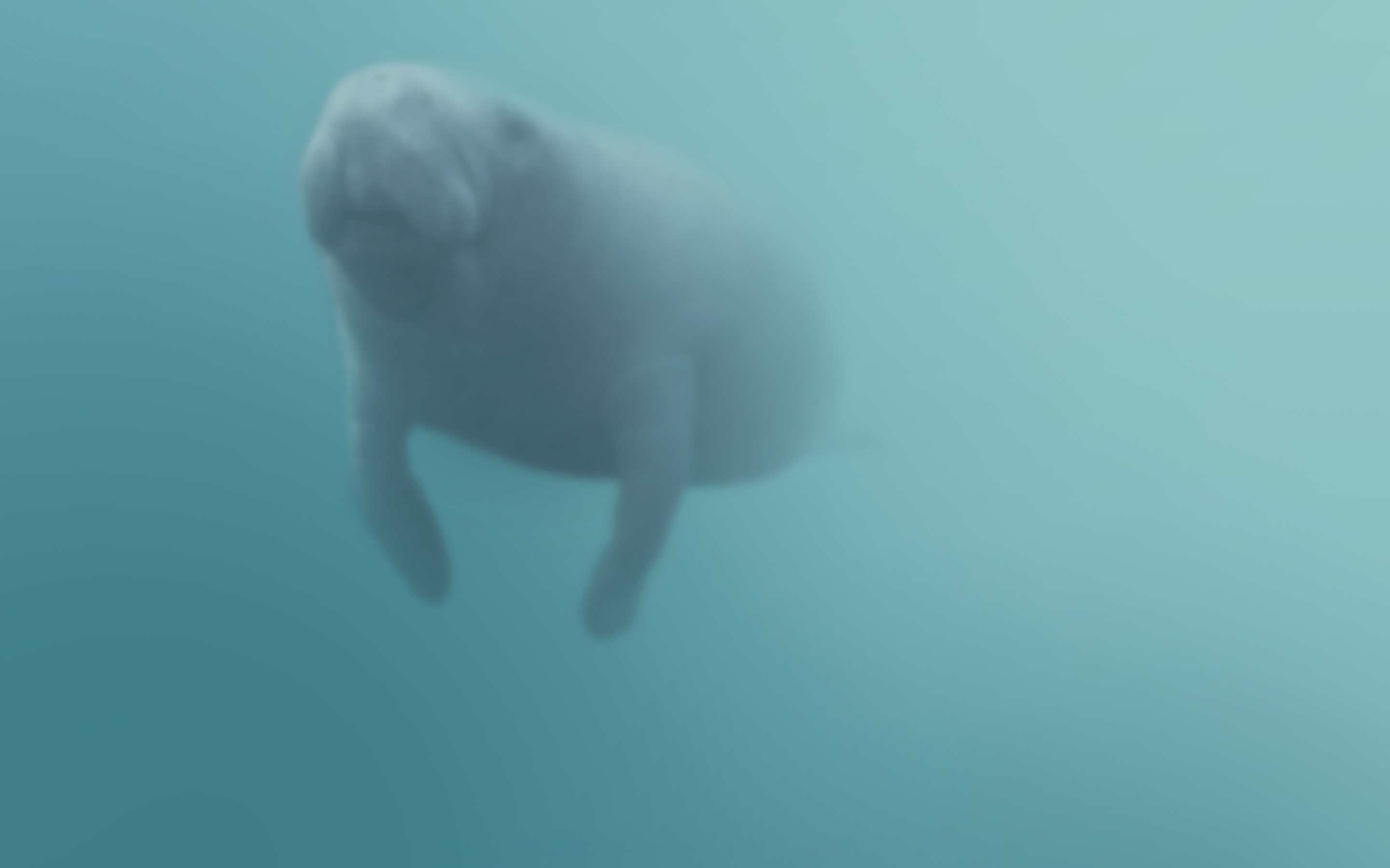 Manatee Wallpaper 64 Pictures Images, Photos, Reviews