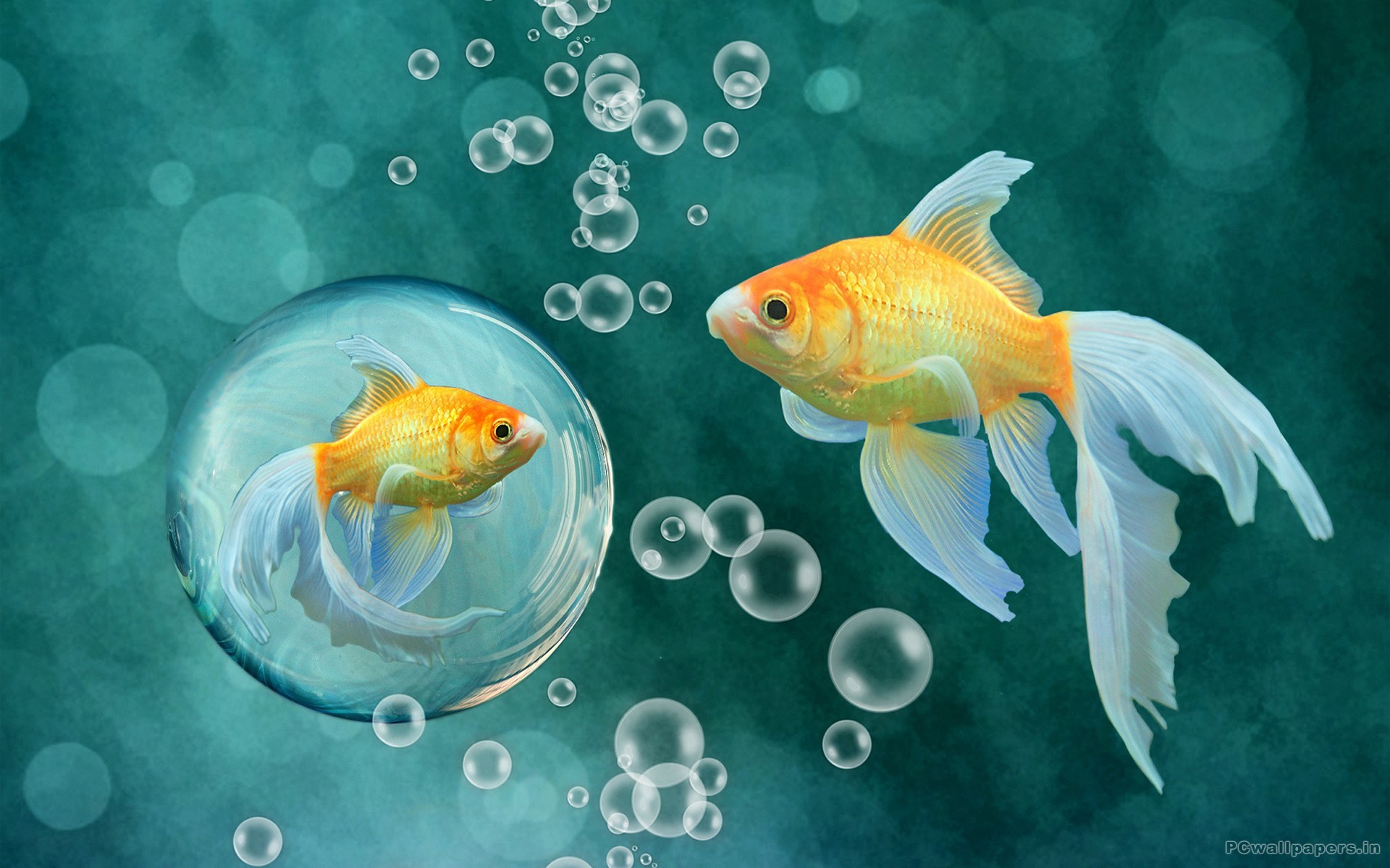3D Koi Fish Wallpaper HD Fish Live Wallpapers Free - Free download and  software reviews - CNET Download
