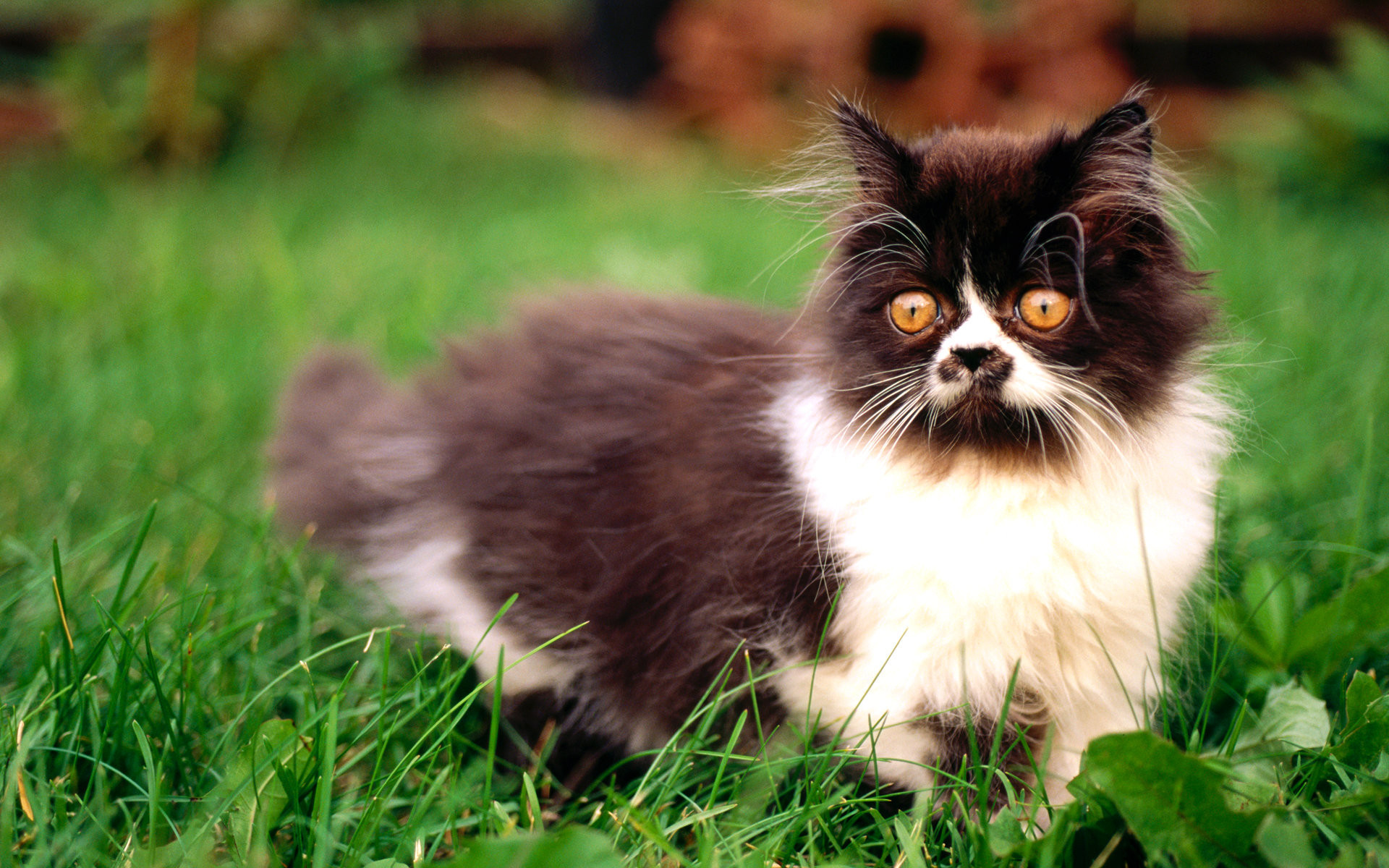 Black and white cat with golden eyes, Grass land, Cats wallpapers 1920x1200