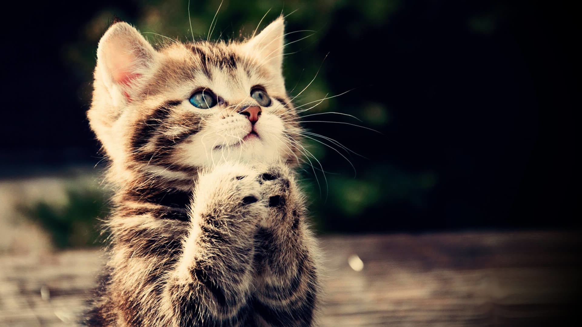 0 Curious cat.jpg Cute Cat Full Hd Wallpaper 1920x1080