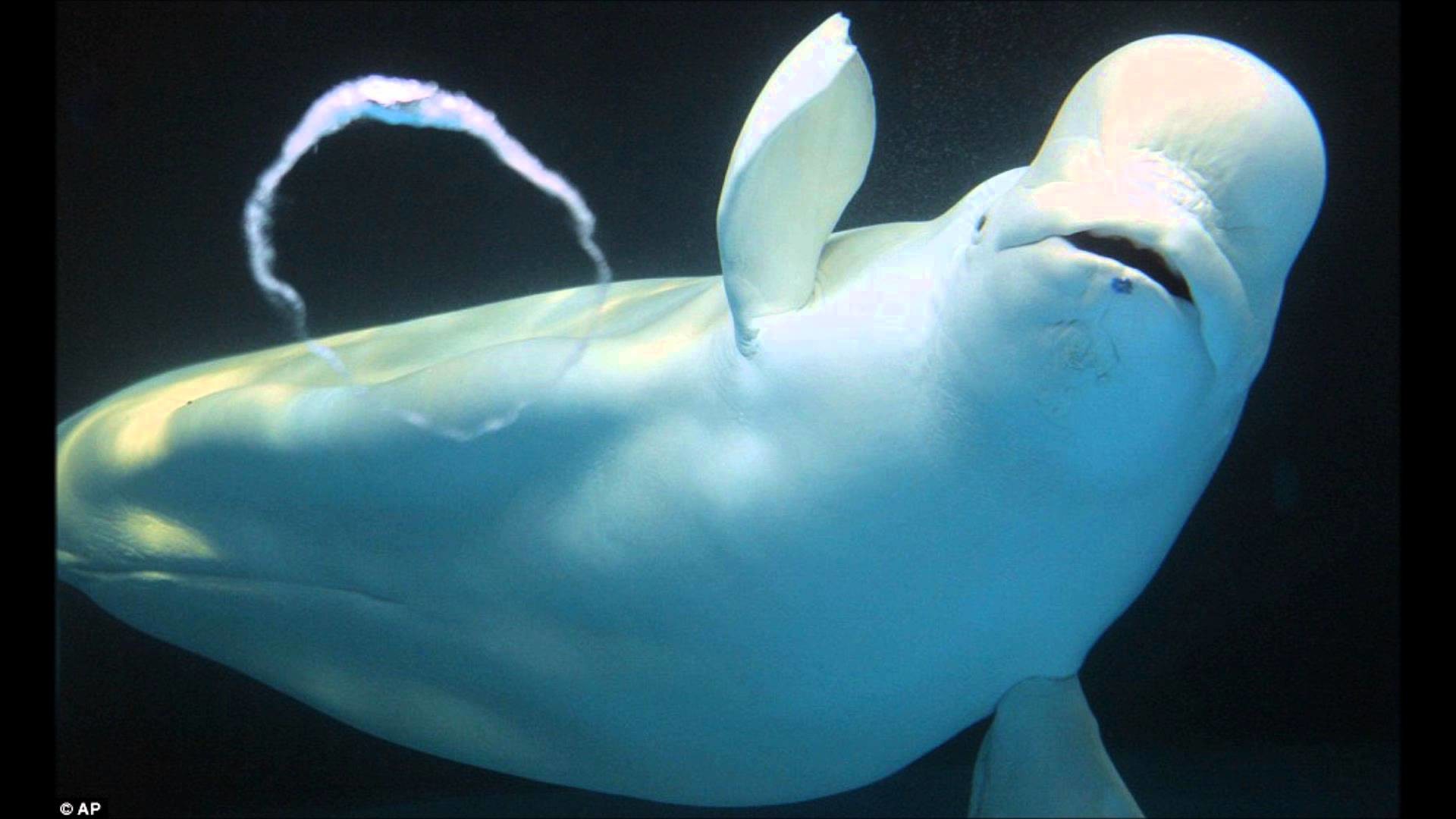 Beluga Whale Wallpapers Pictures HD APK for Android Download