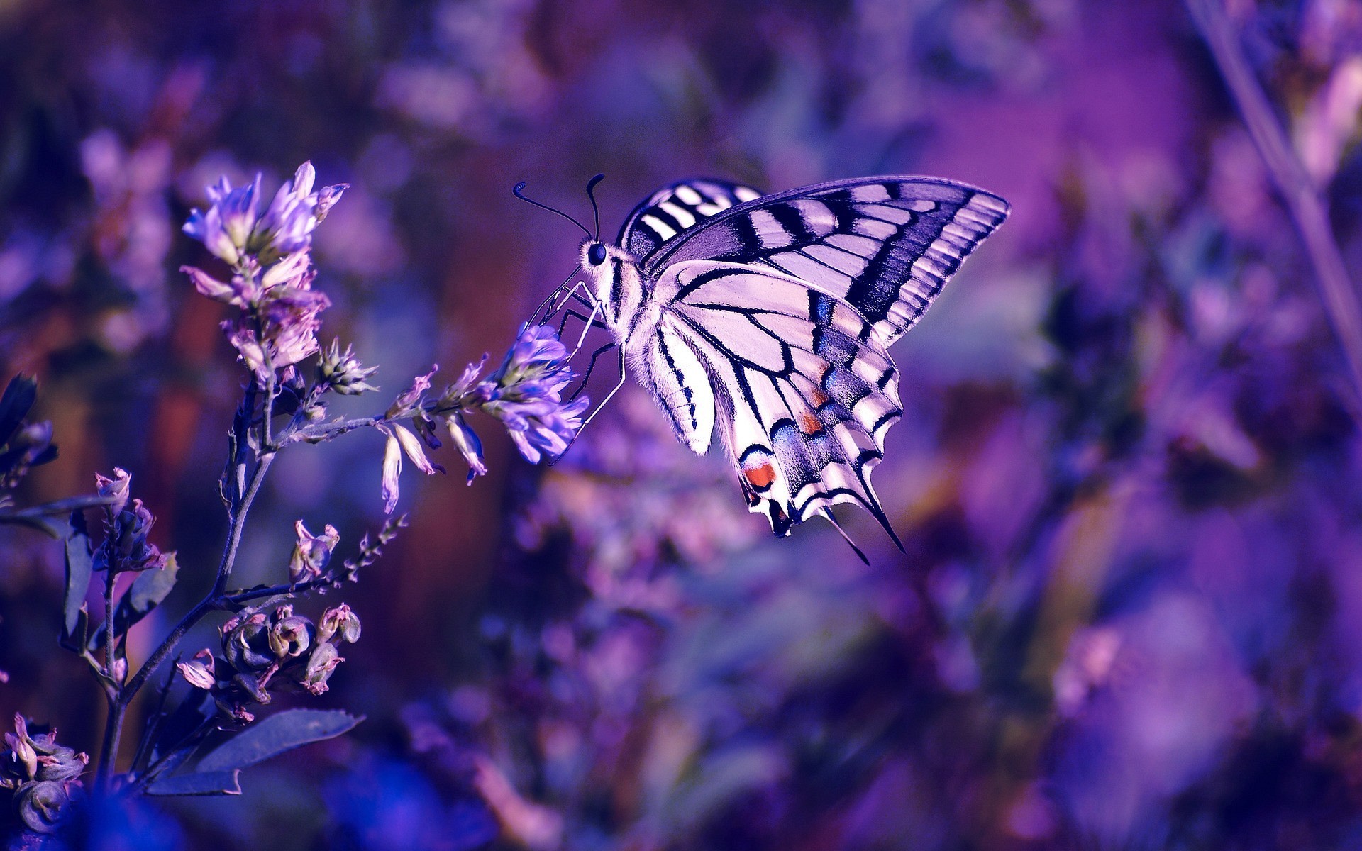 Purple Butterflies Fabric Wallpaper and Home Decor  Spoonflower