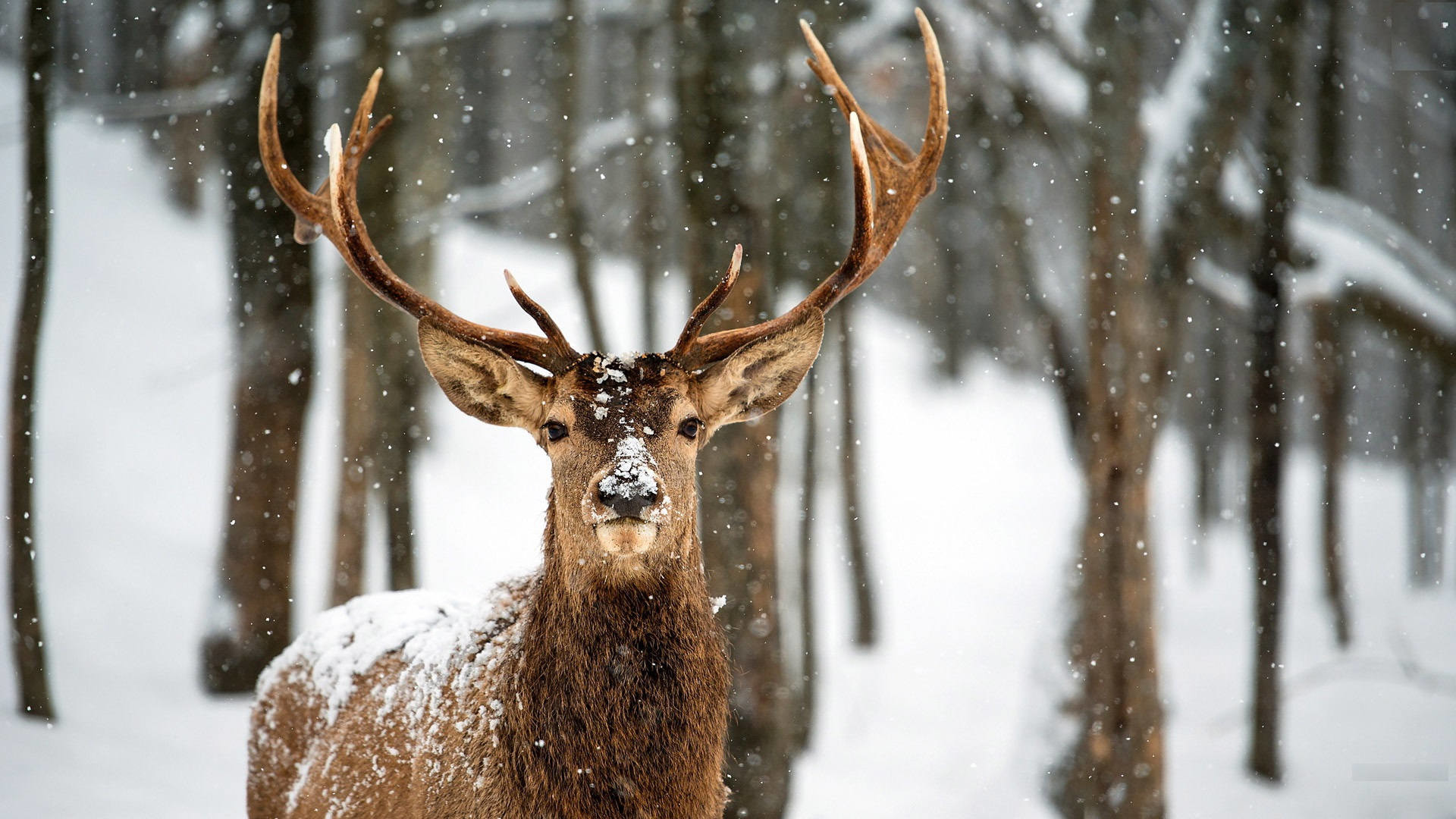 Deer Desktop Wallpaper (82+ pictures)