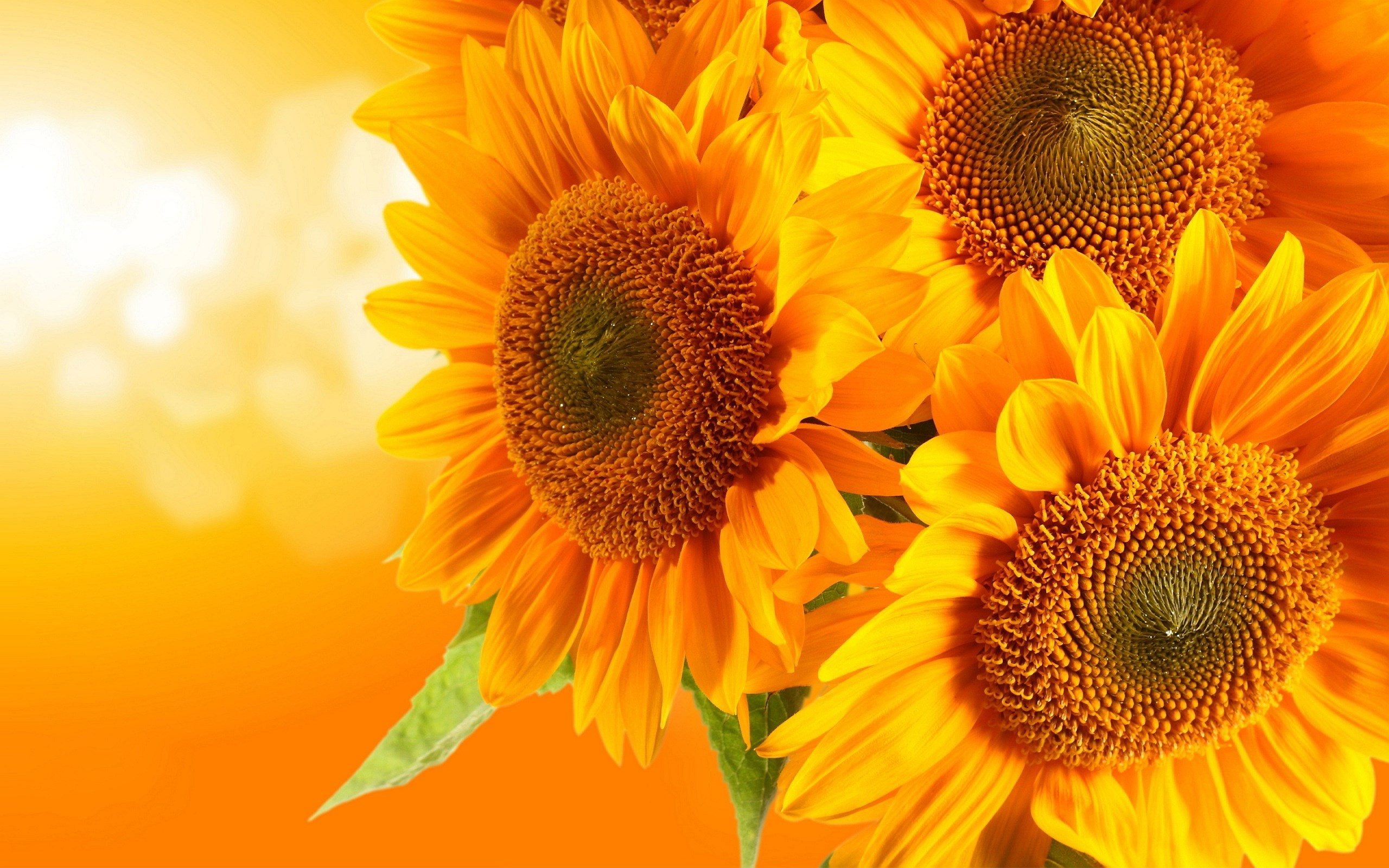 sunflower images for backgrounds desktop 1080P 2k 4k Full HD Wallpapers  Backgrounds Free Download  Wallpaper Crafter