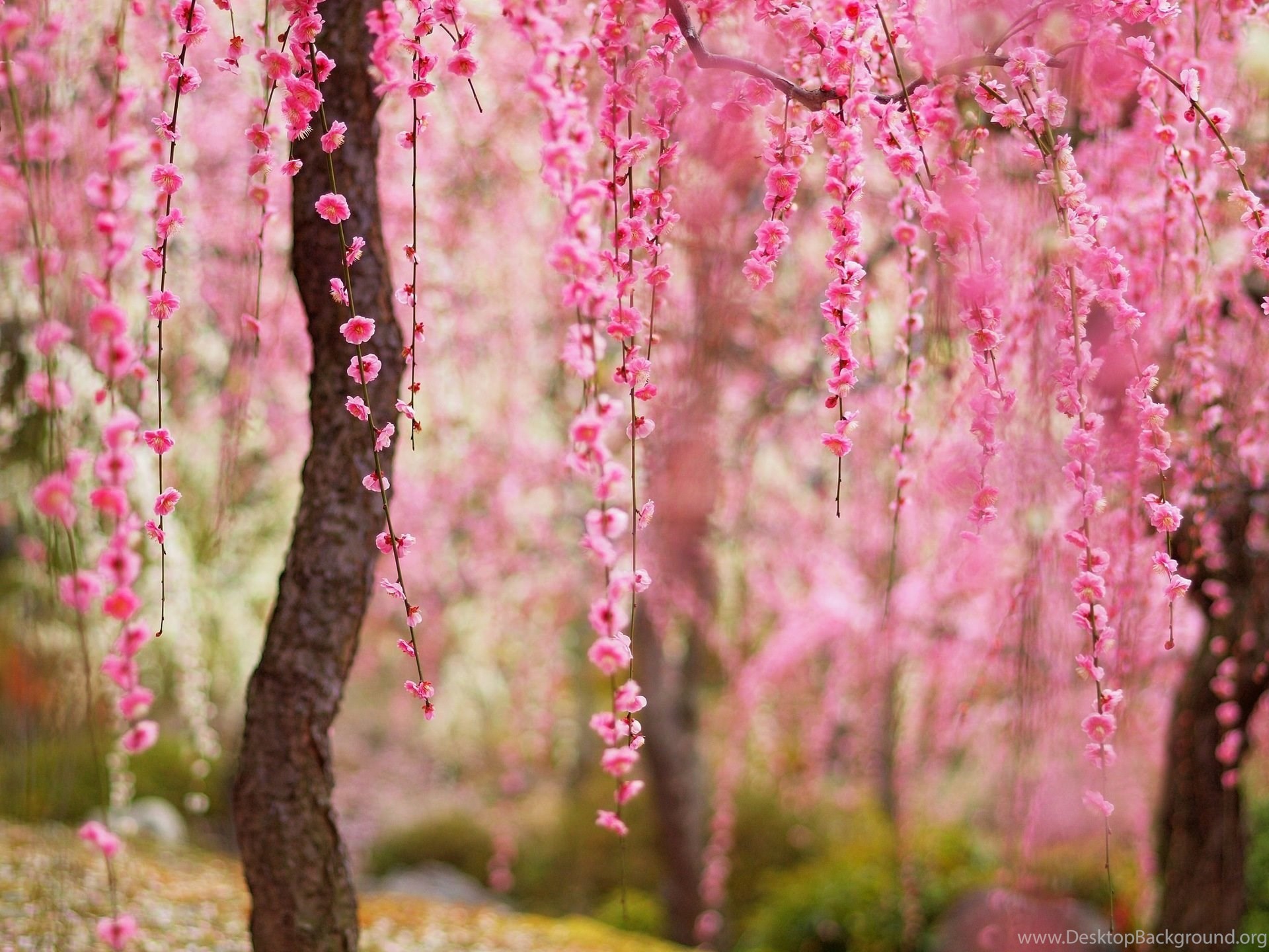 Pink Trees Wallpaper (58+ pictures)