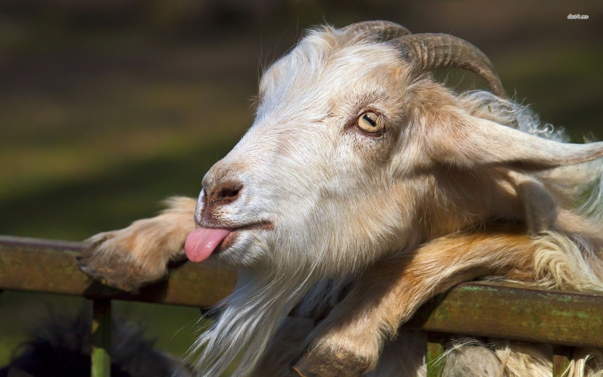 Пин от пользователя Astriid на доске Goats  Смешные козы Обои Животные
