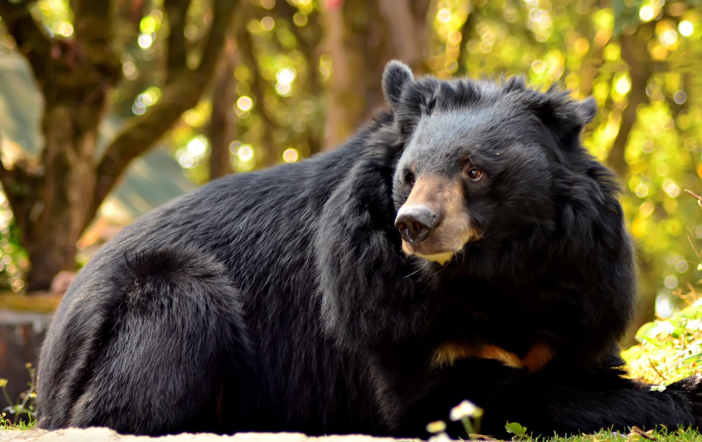 Гималайский медвежонок. Гималайский белогрудый медведь. Уссурийский белогрудый медведь. Уссурийский Гималайский медведь. Черный Гималайский медведь.