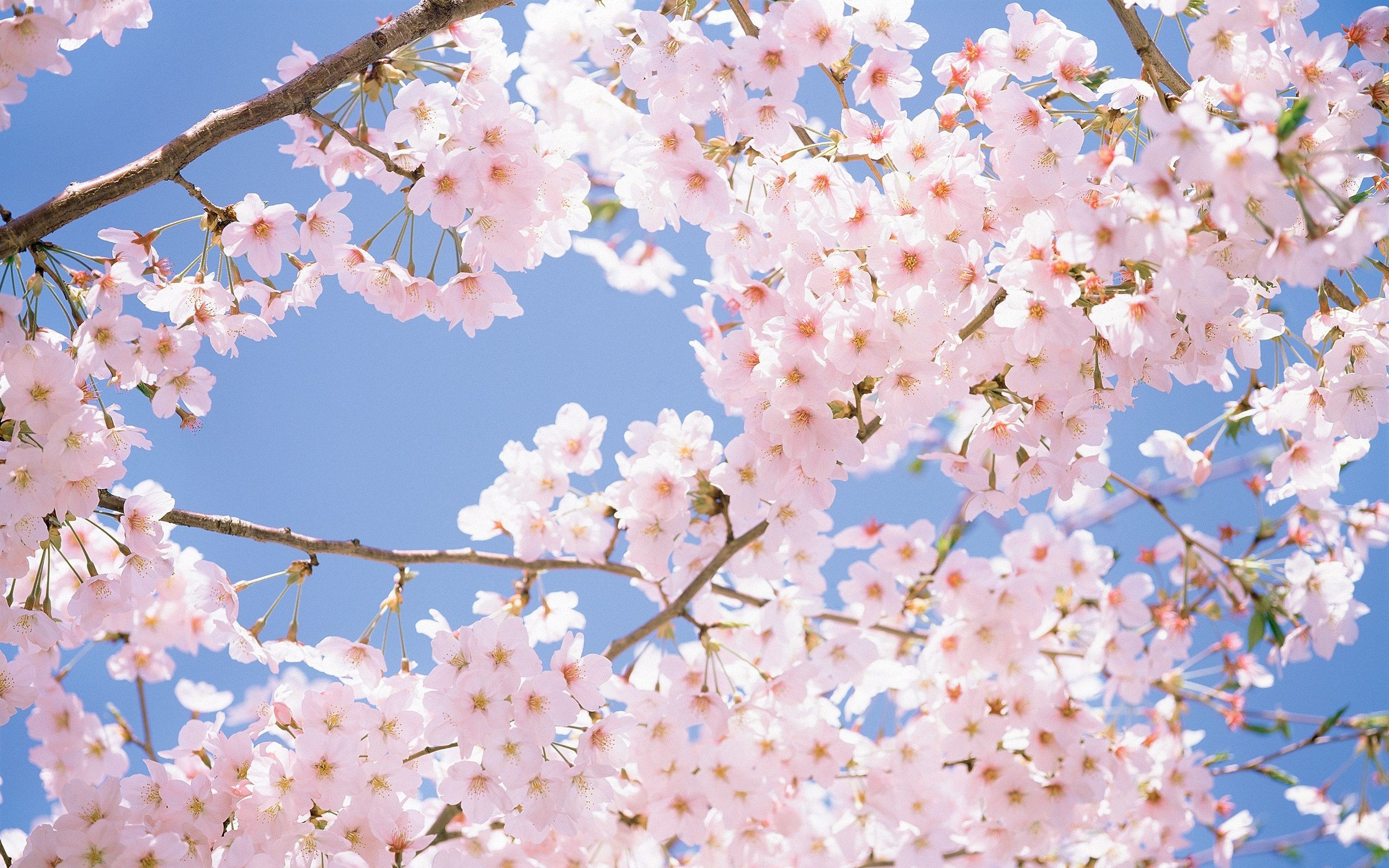 Sakura blossom spring blue sky butterfly sakura beautiful flowers  bokeh HD wallpaper  Pxfuel