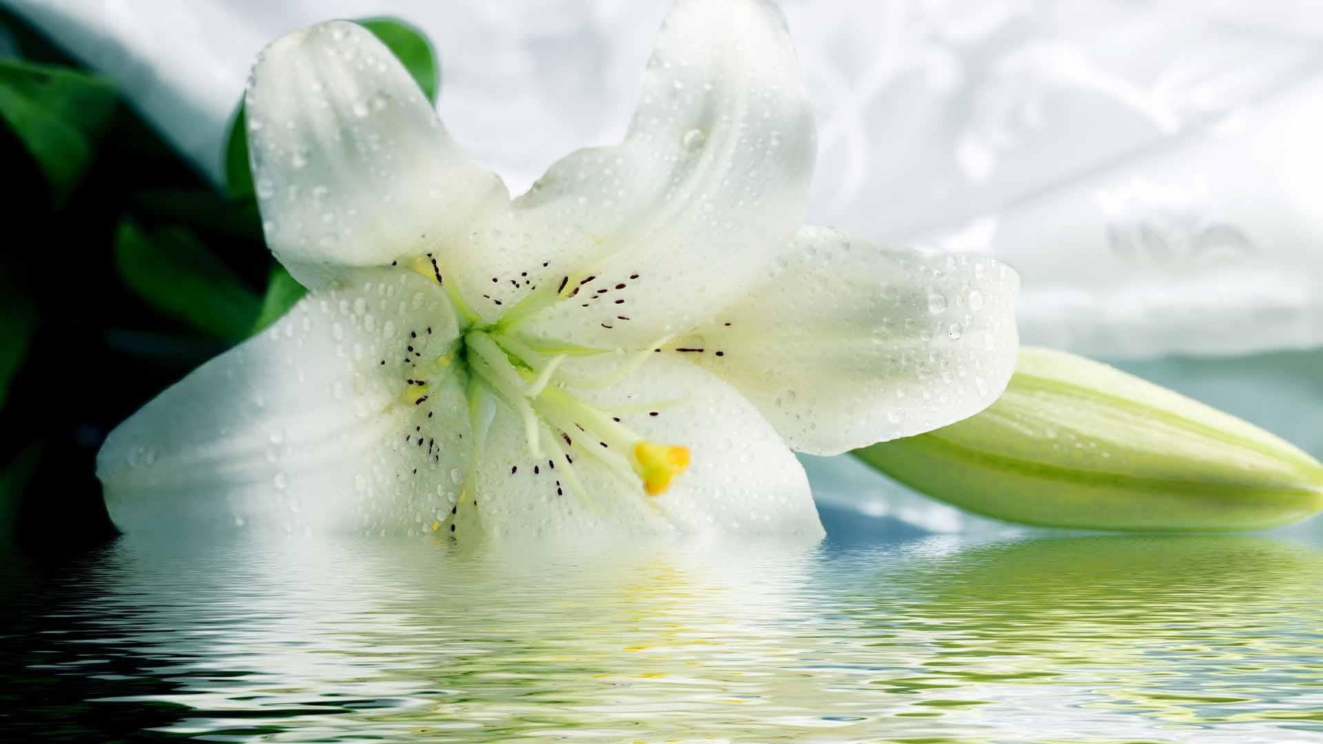 White Lily Pictures | Download Free Images on Unsplash