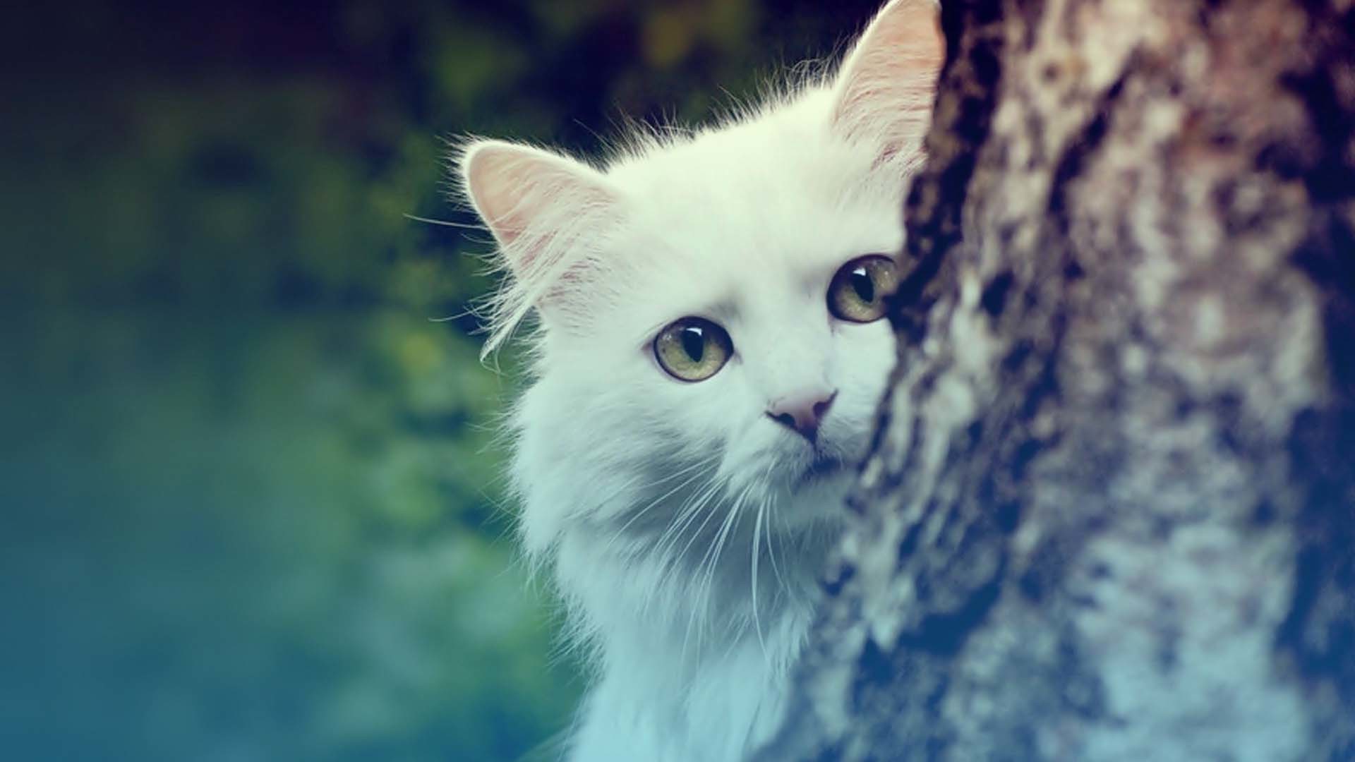  White  Cat  Wallpaper  73 pictures 