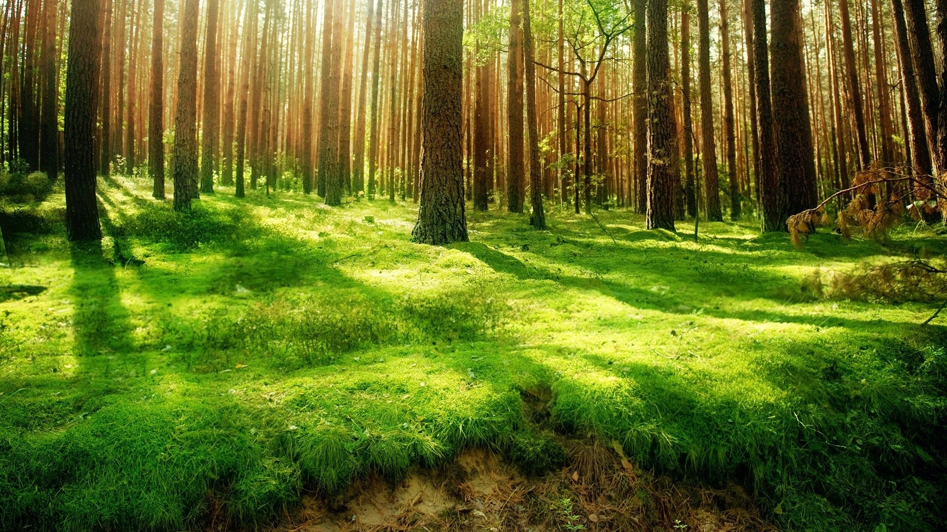 Forest Background Images (65+ pictures)