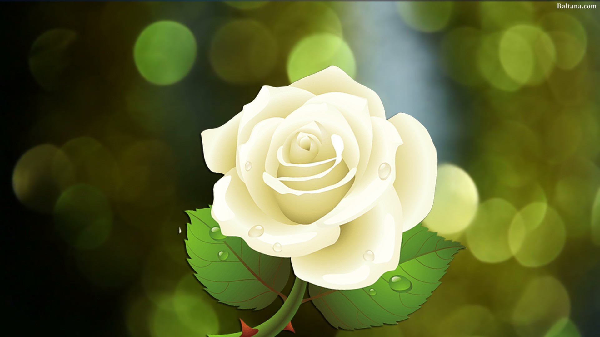 White Rose Wallpapers (67+ pictures)