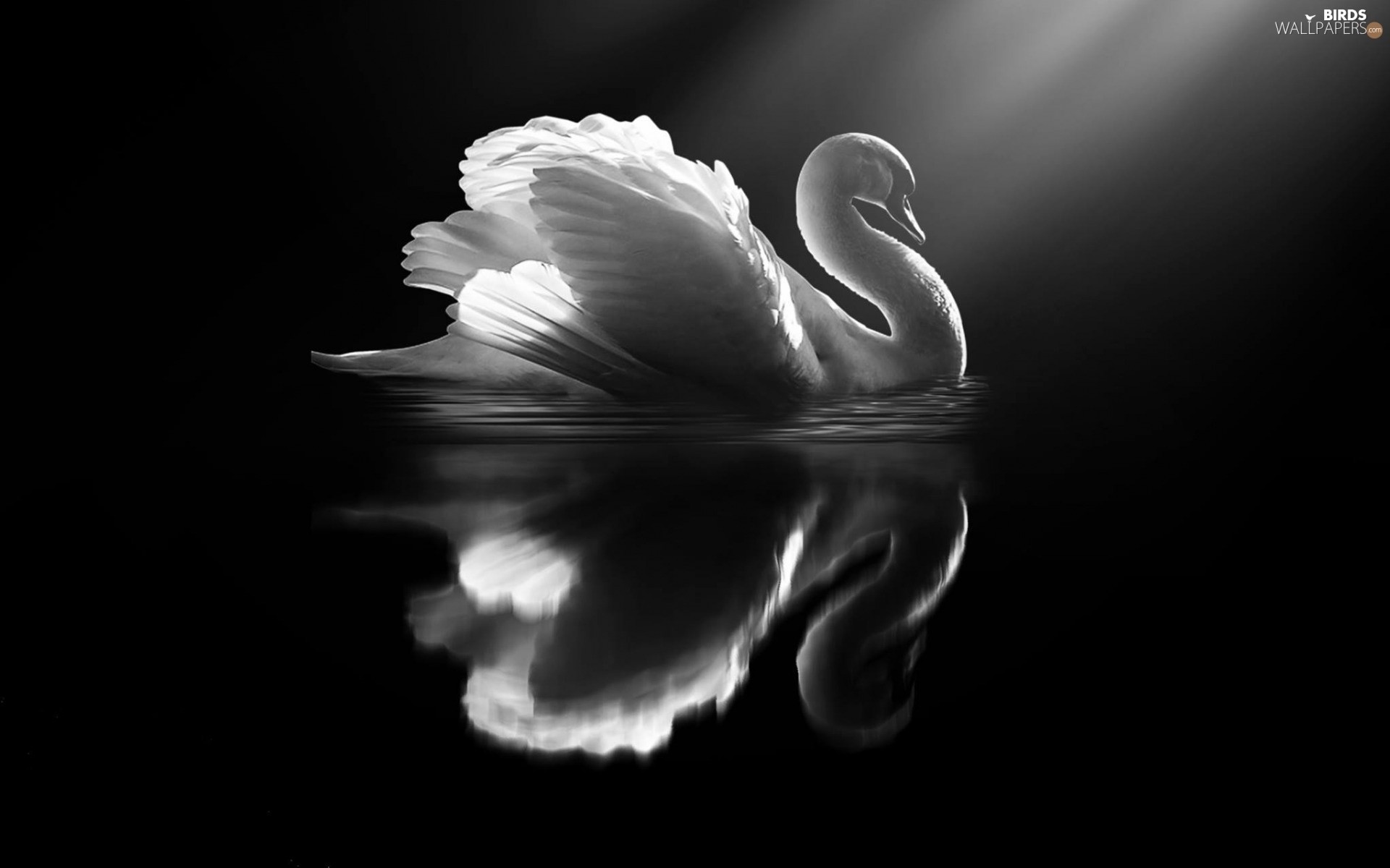 Swan, love, HD phone wallpaper | Peakpx