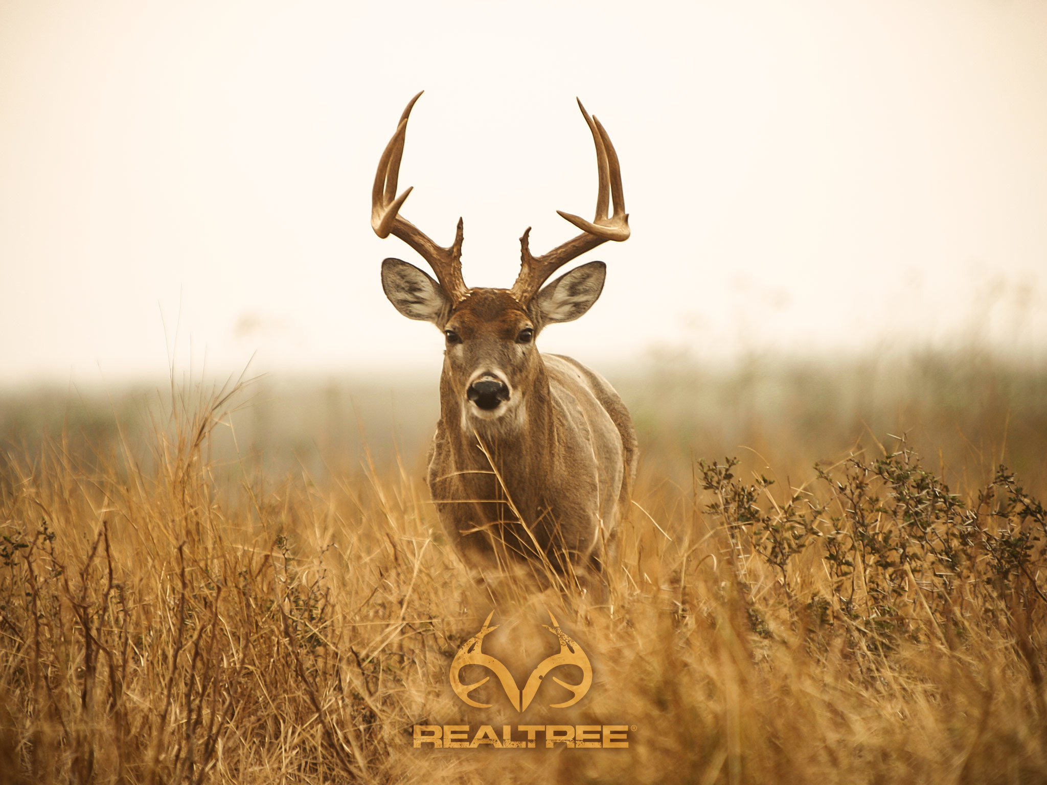 Deer Hunting is Significant in Ohio's Economy | Ideastream Public Media