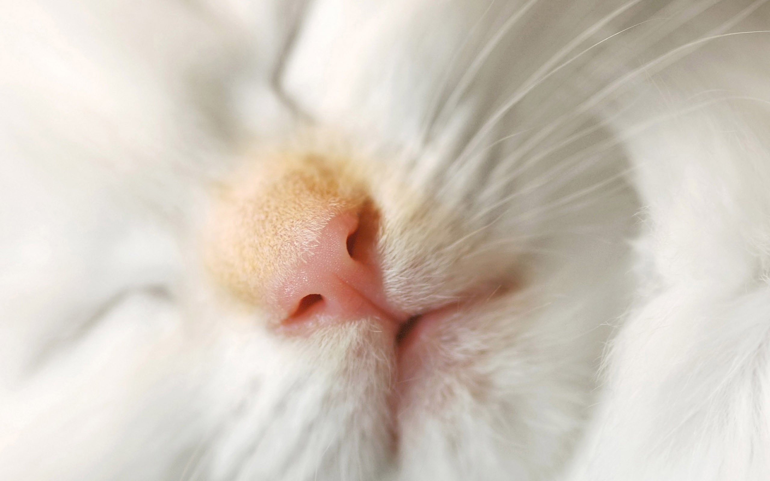 Pink nose white cat 2560x1600