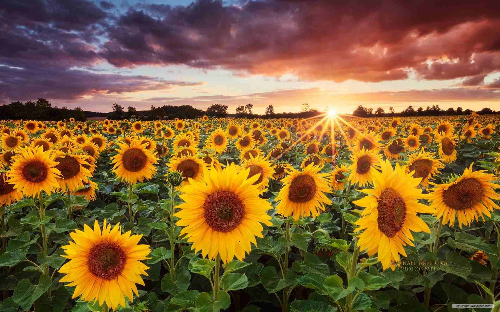 A field of sunflowers with the setting sun in the background 1920x1200