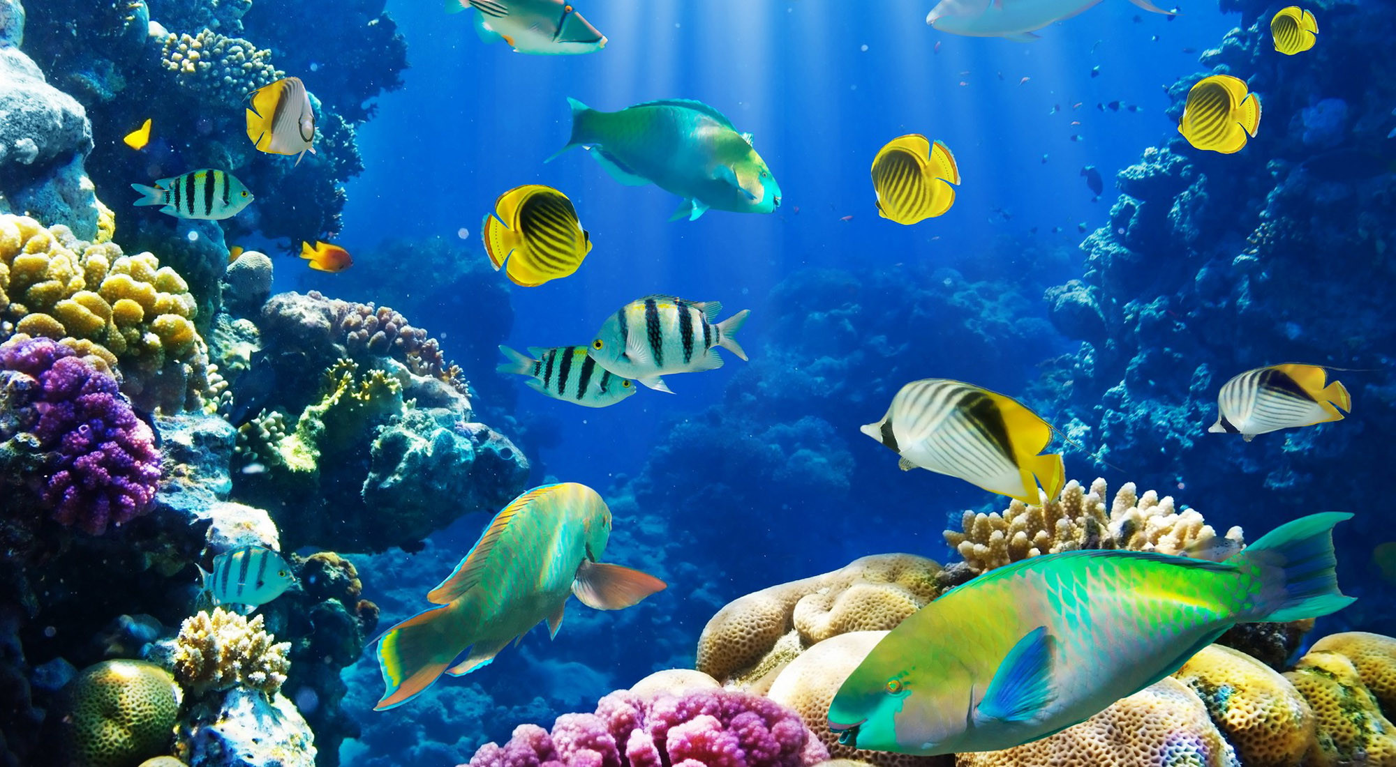 Underwater  Fish wallpaper Fish under the sea Live wallpapers