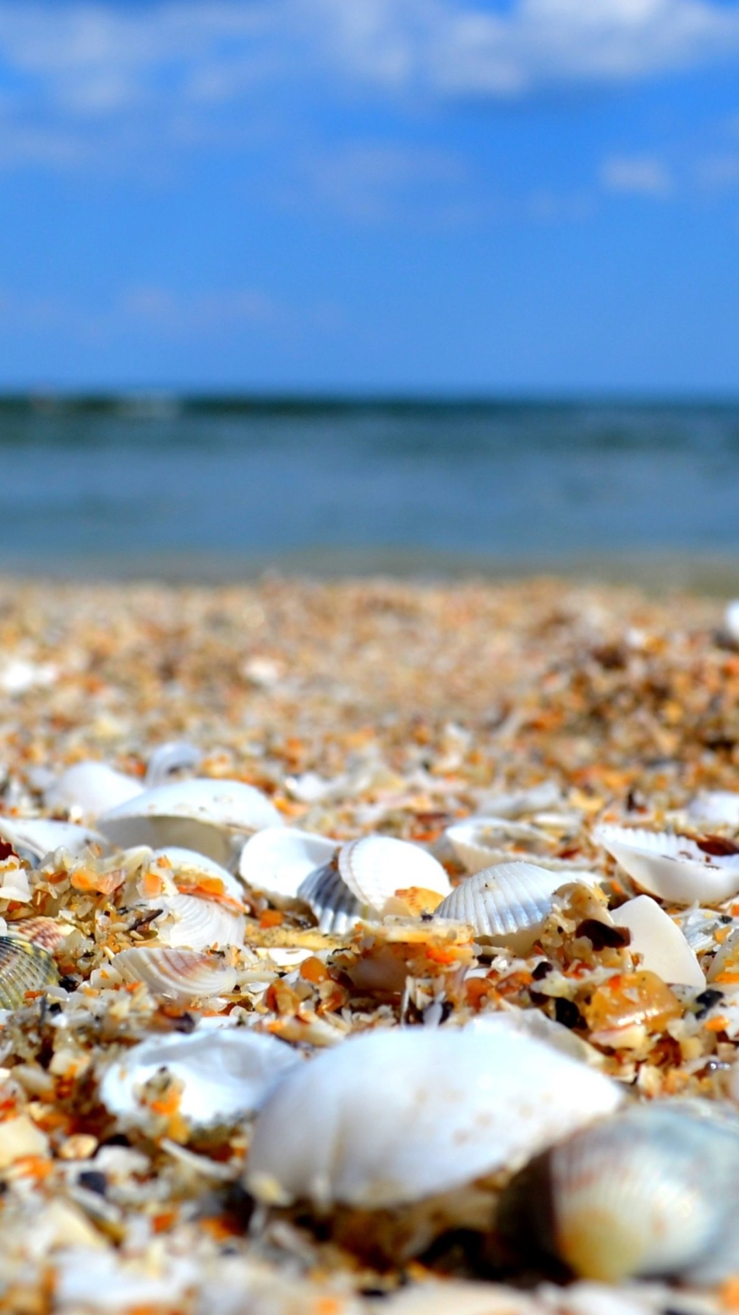 Sea Shell Wallpaper (56+ pictures)