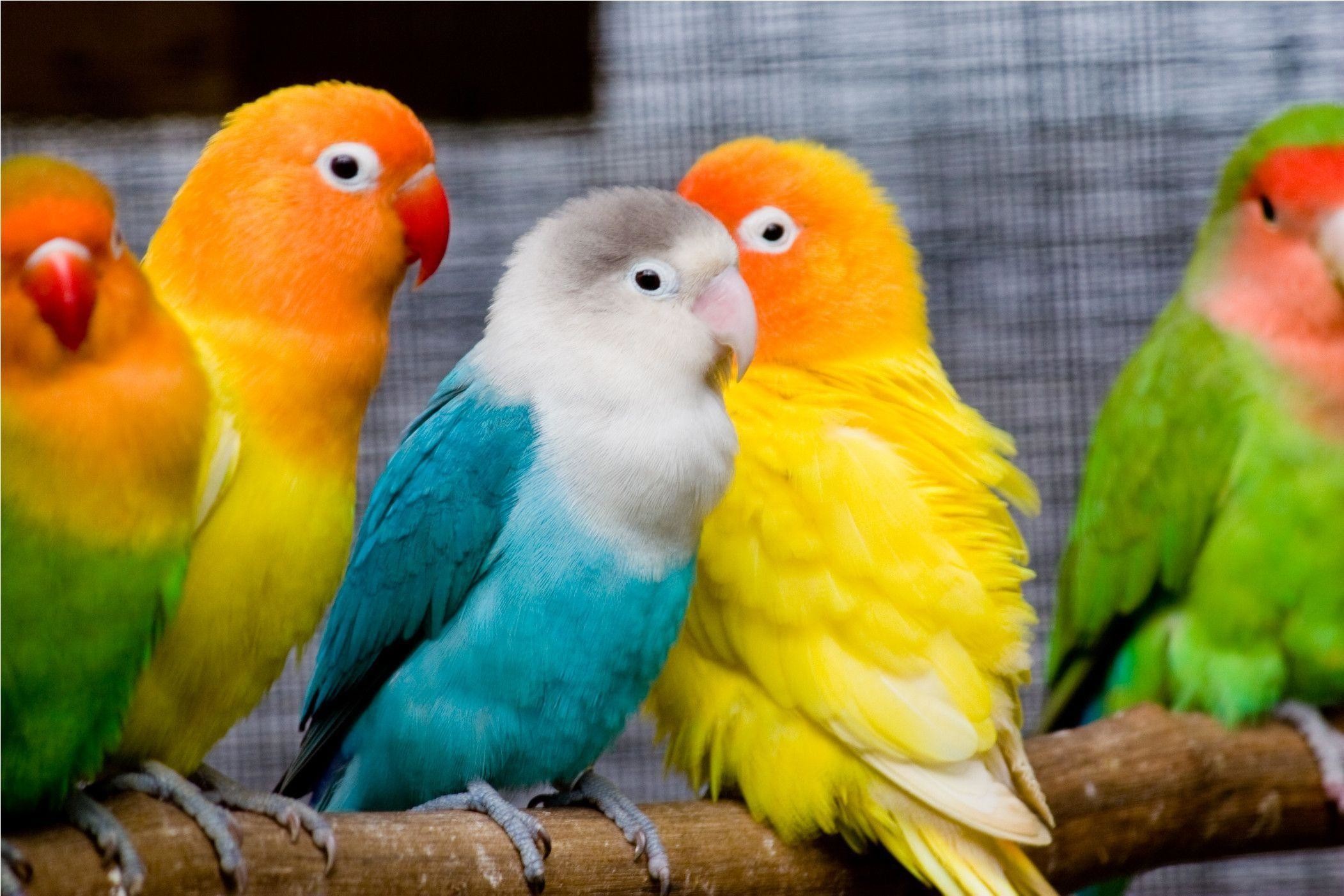 65+ Bird Wallpapers: HD, 4K, 5K for PC and Mobile | Download free images  for iPhone, Android