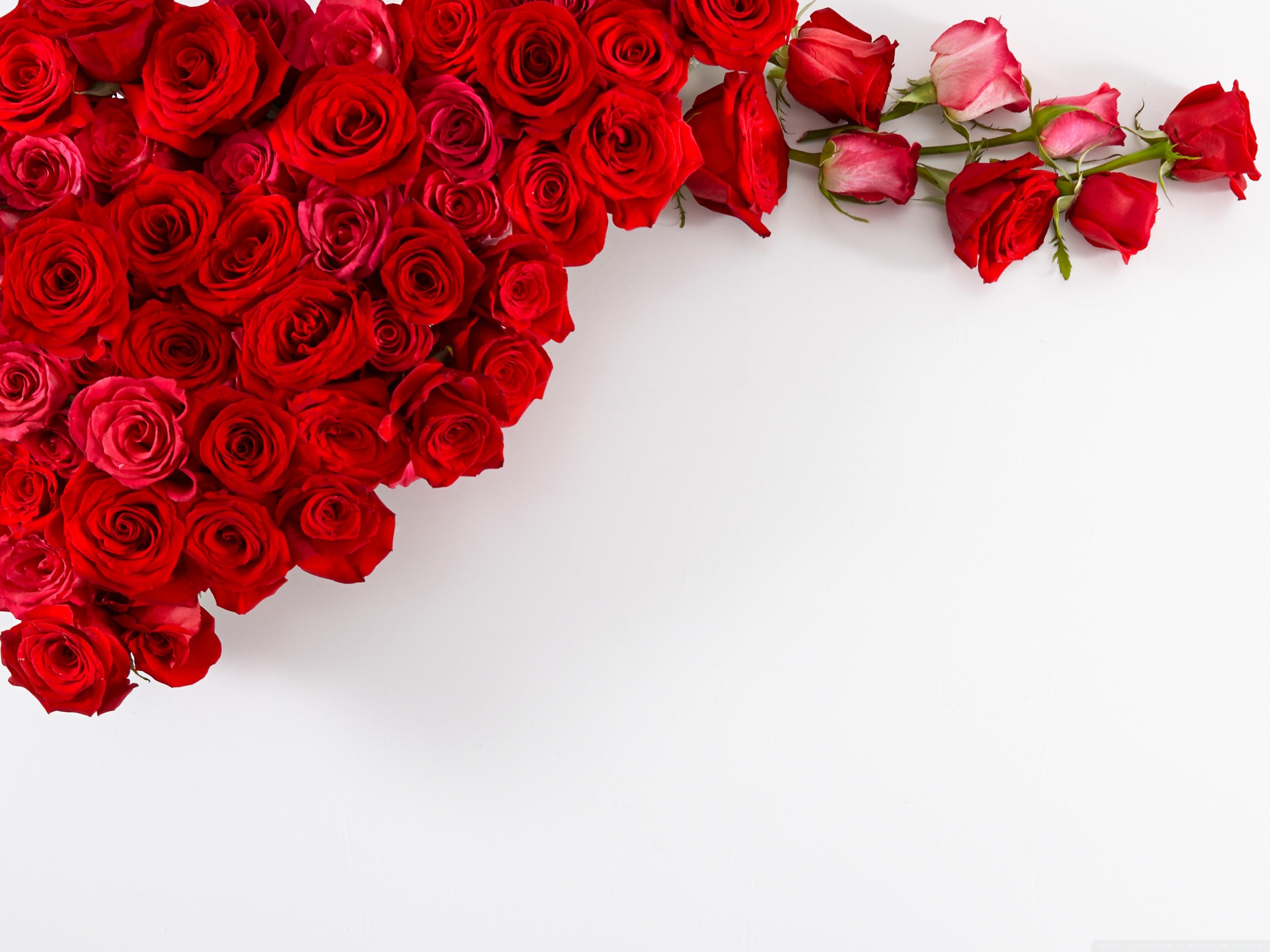 Red Roses with White Background (39+ pictures)