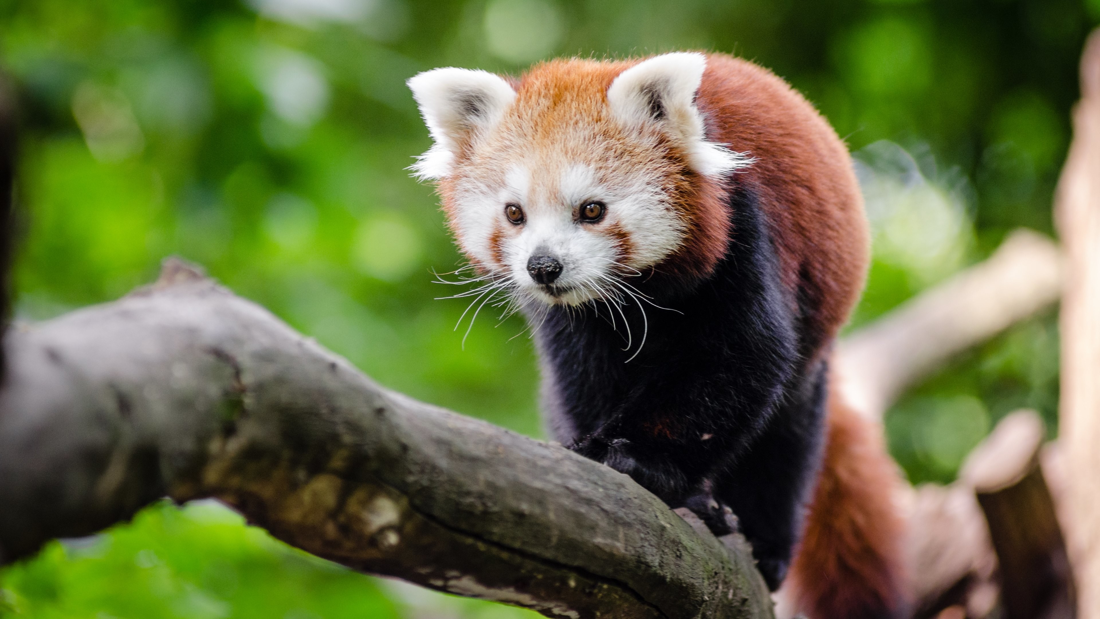 Cute Red Panda HD desktop wallpaper : Widescreen : High Definition ... | Red  panda images, Panda wallpapers, Red panda