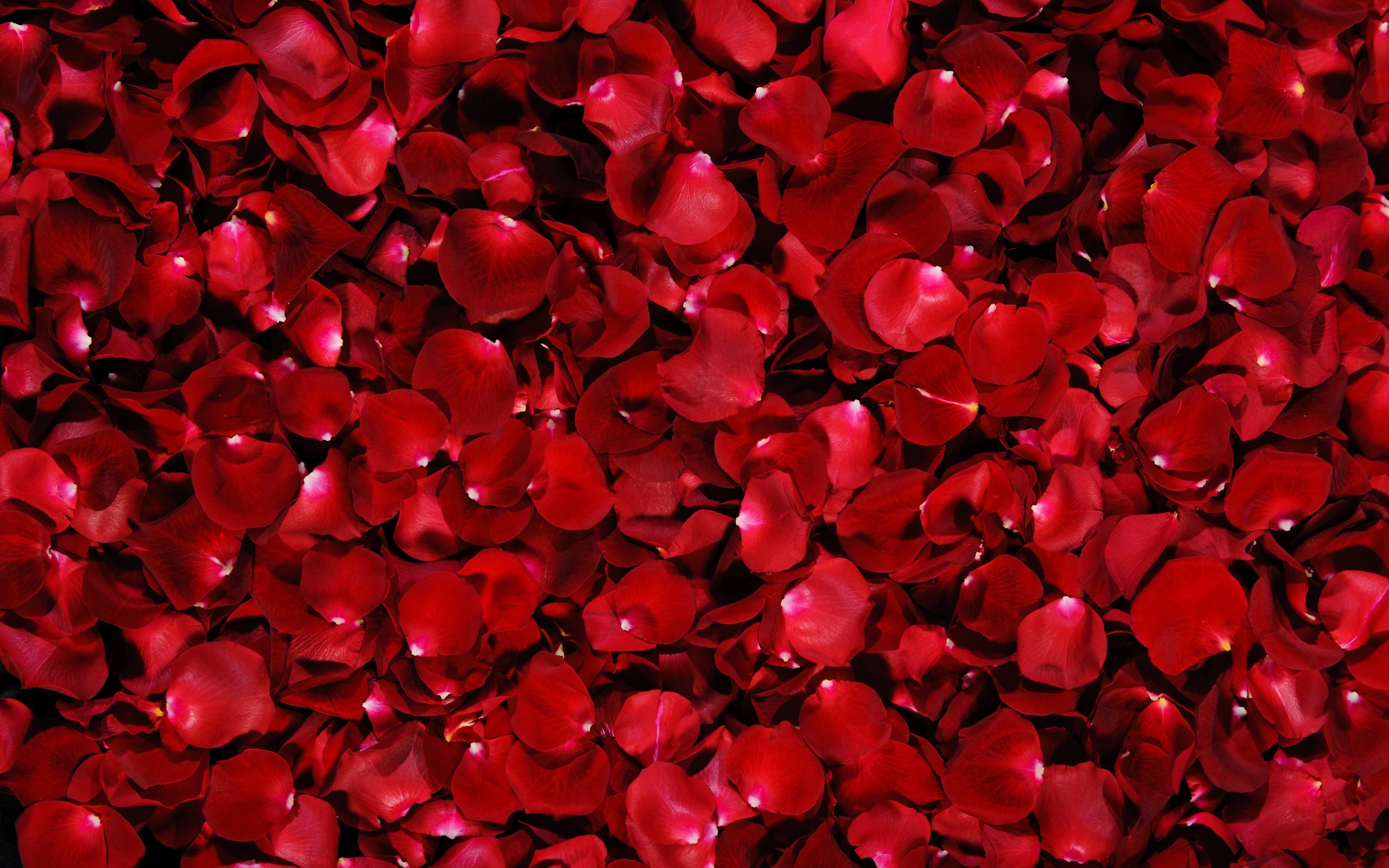 Red Rose Wallpaper Desktop (60+ pictures)