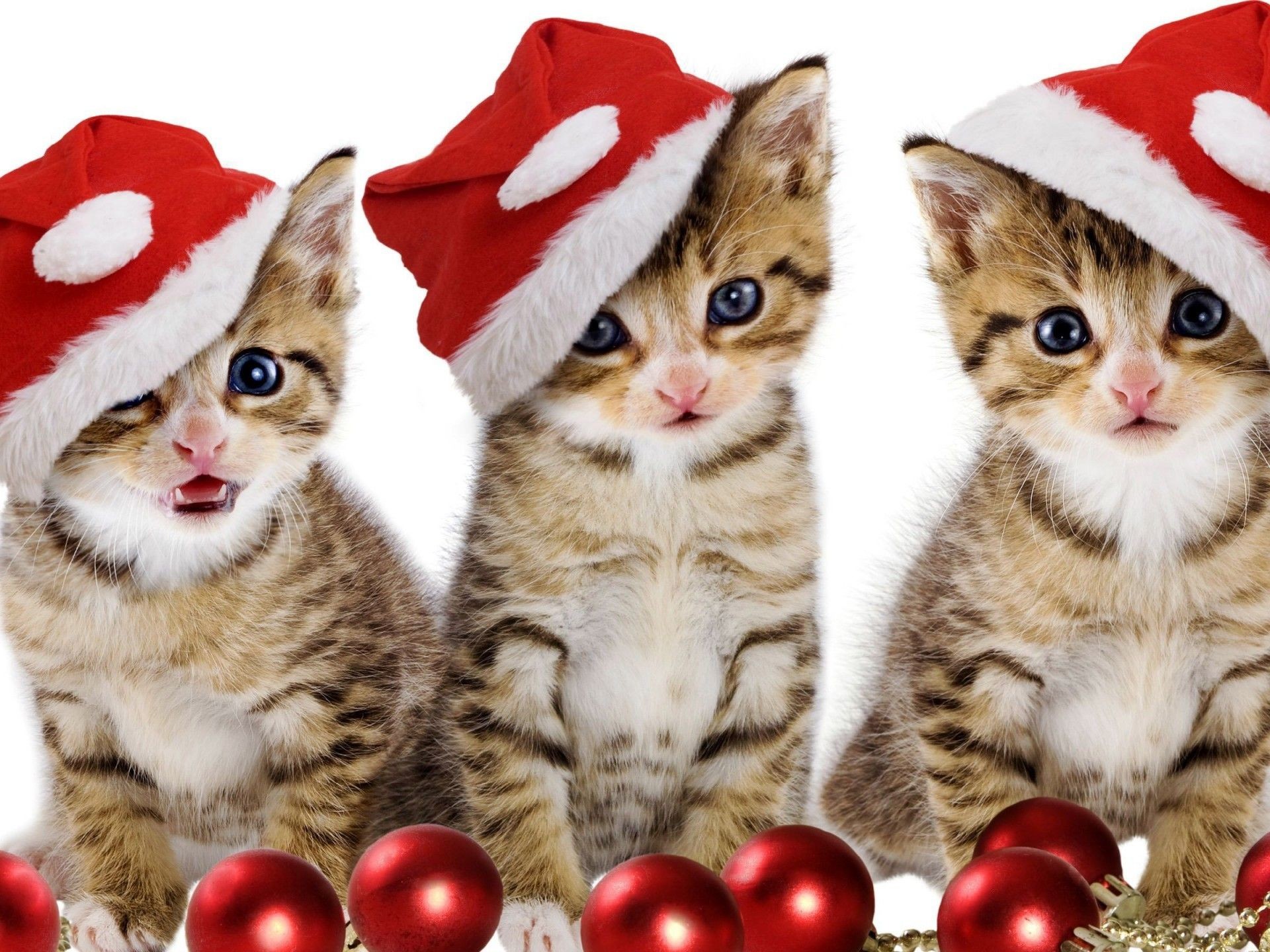 Christmas Kitten Wallpaper (67+ pictures)