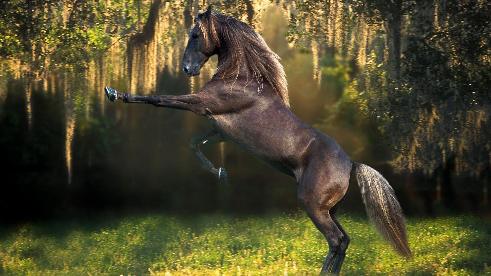 Horse Wallpaper Images (69+ pictures)