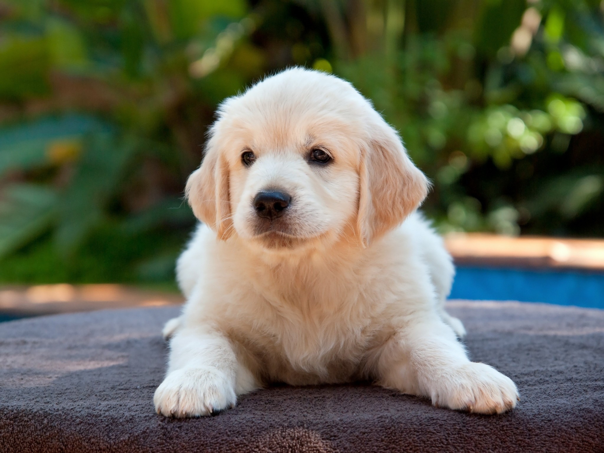 Puppy Wallpaper for Computer (60+ pictures)