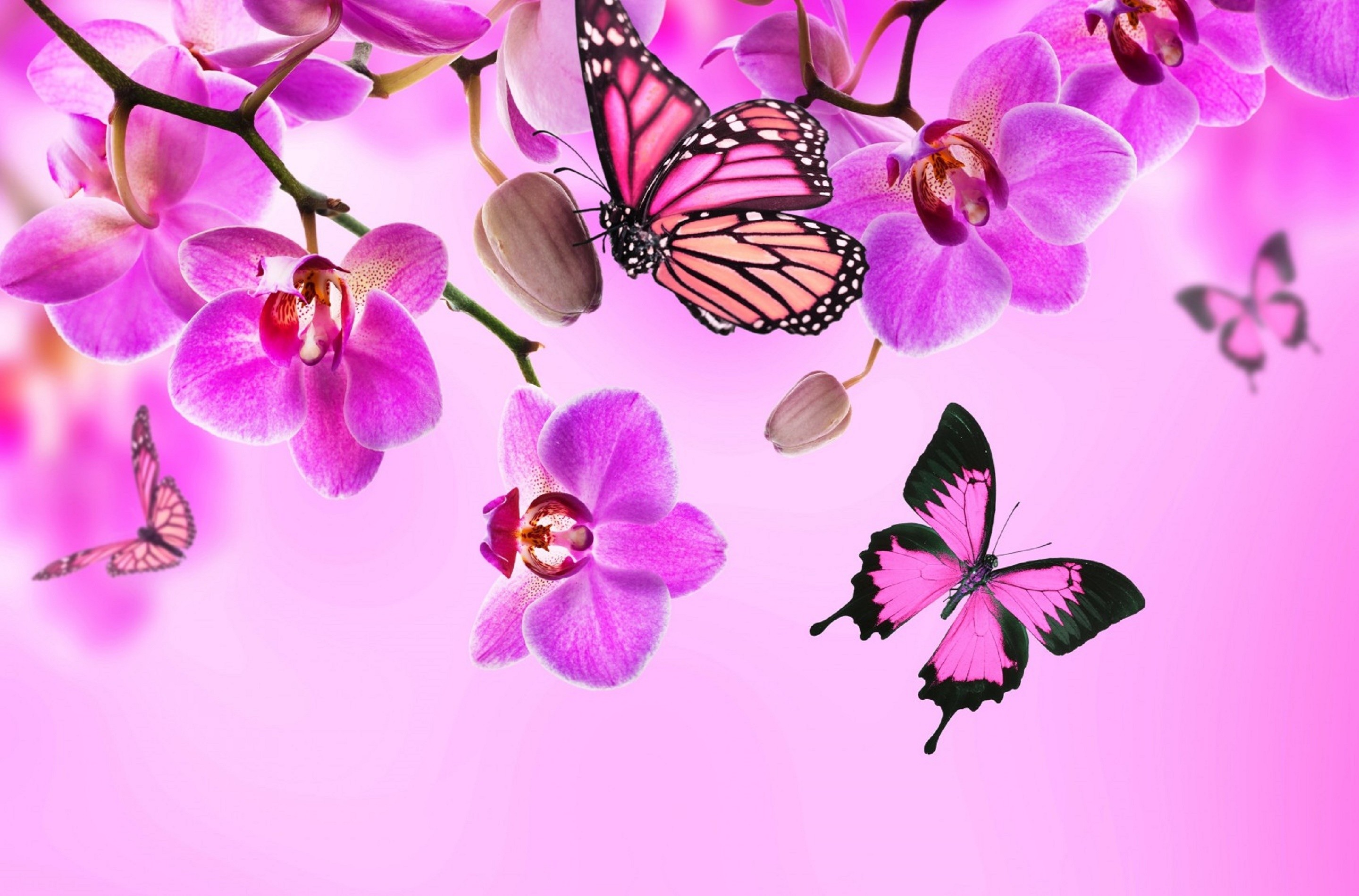 Butterfly Wallpaper Images  Free Download on Freepik