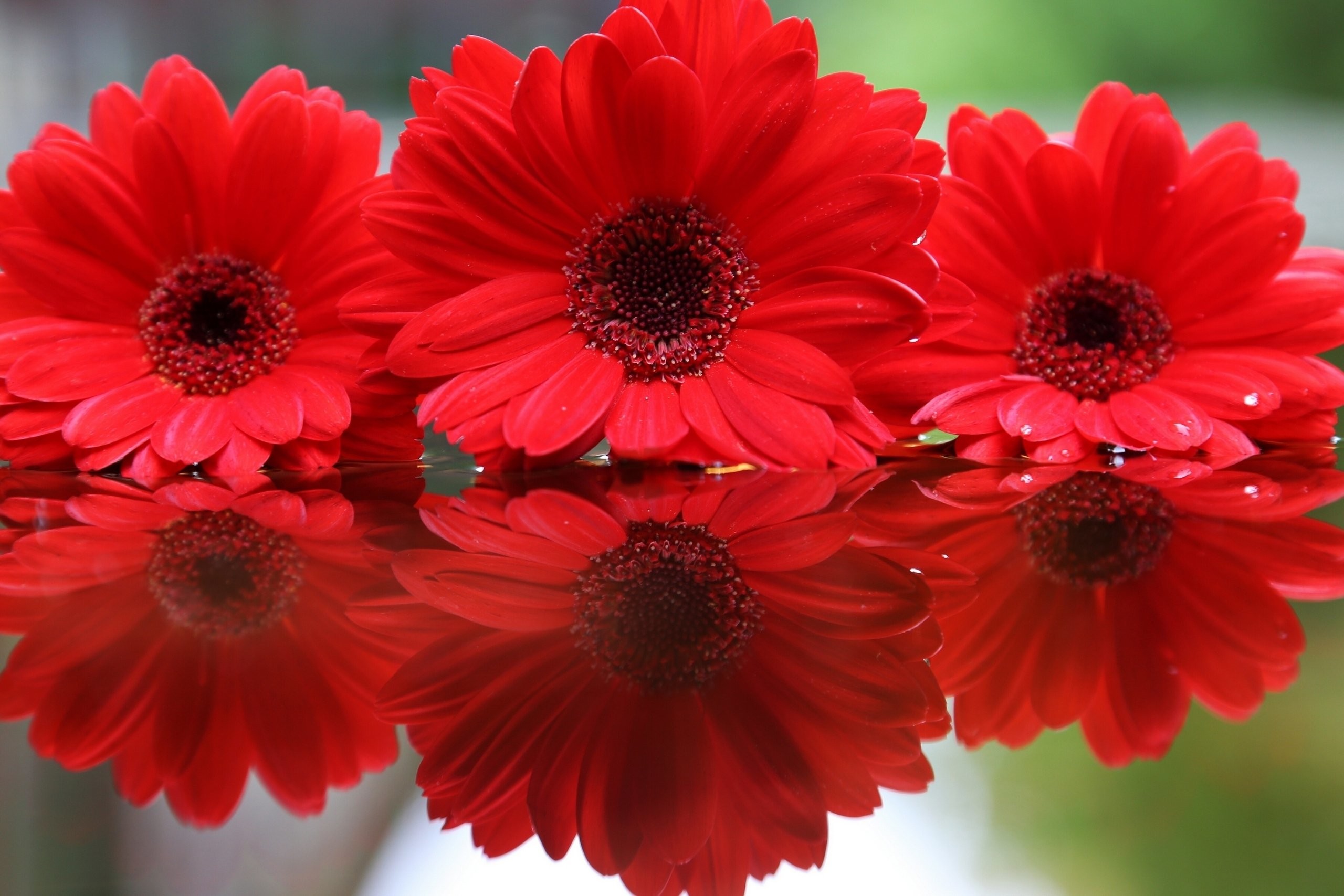 Red Flower Wallpaper 66 Pictures