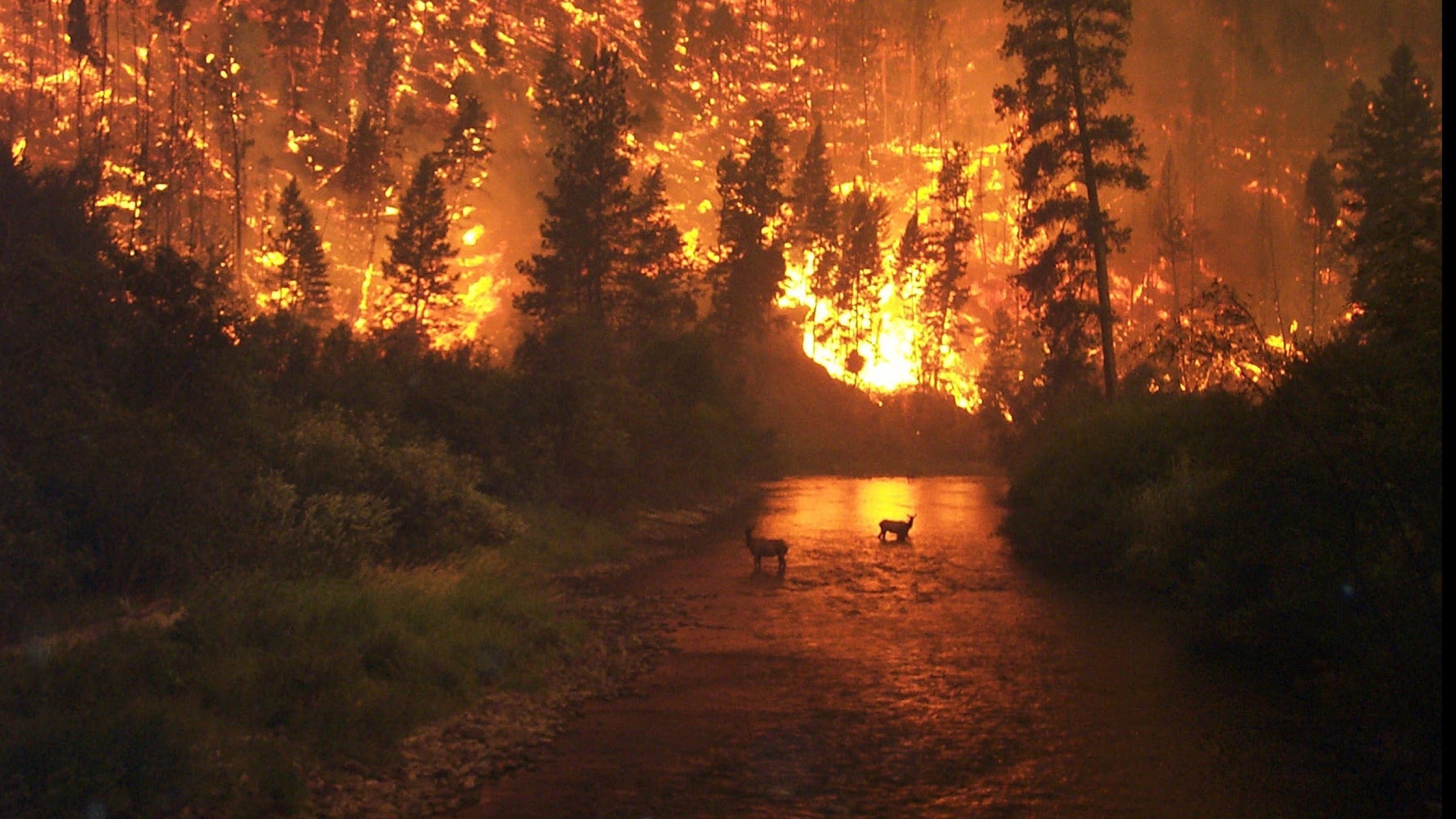 Documentary on Forests Under Fire Wildfire - HD 1080p 2560x1440