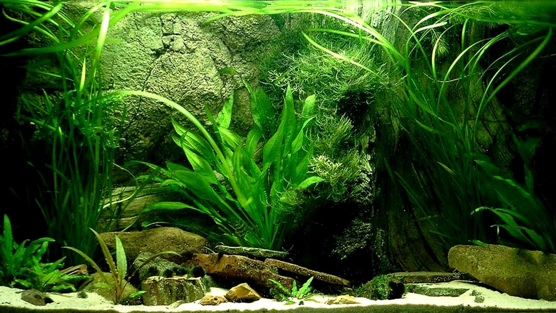 Aquarium Background Pictures 55 Pictures