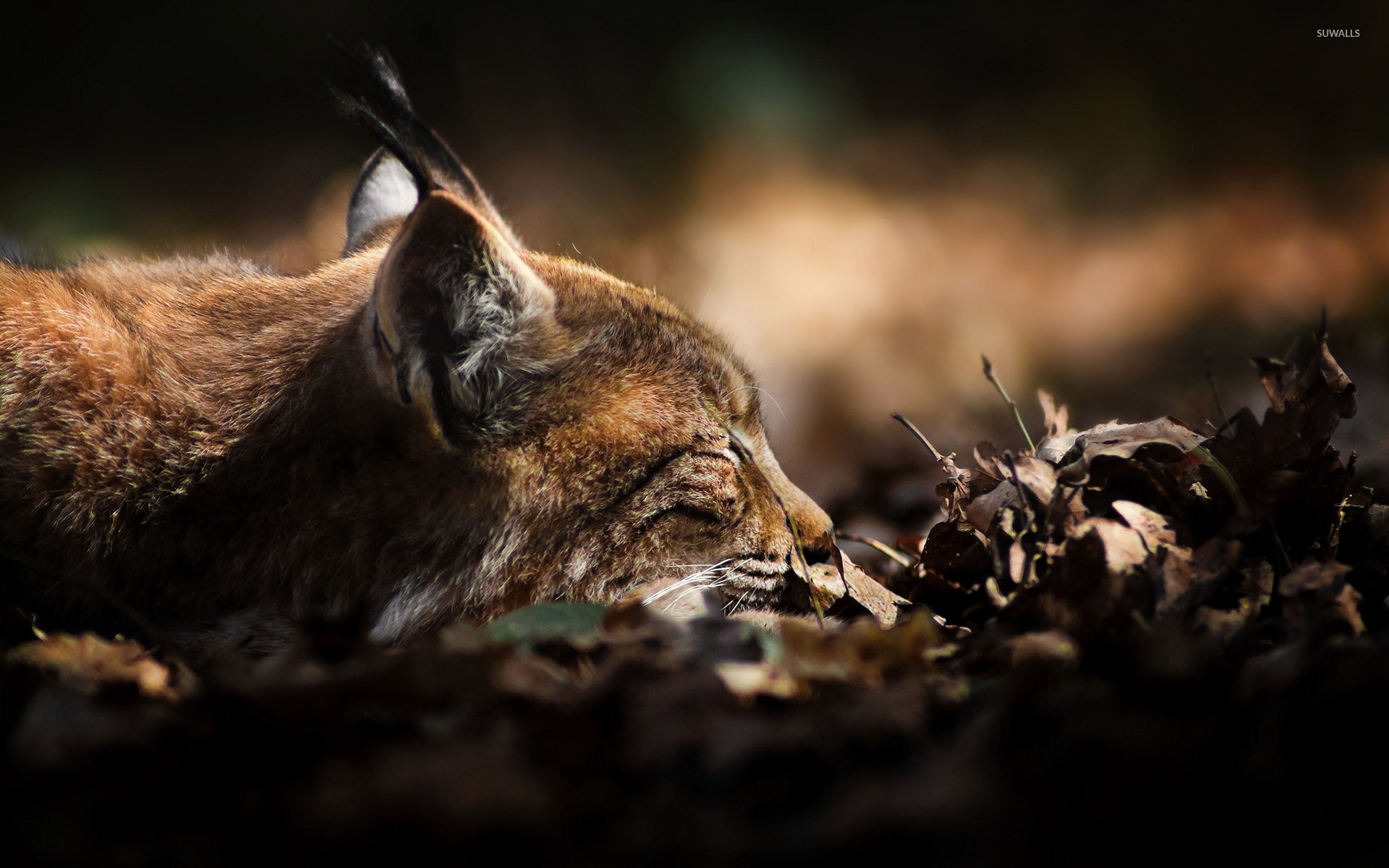 Download Lynx wallpapers for mobile phone free Lynx HD pictures