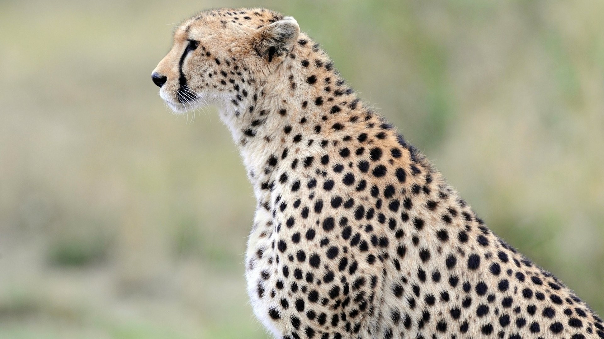 Cheetah desktop wallpaper 1920x1080