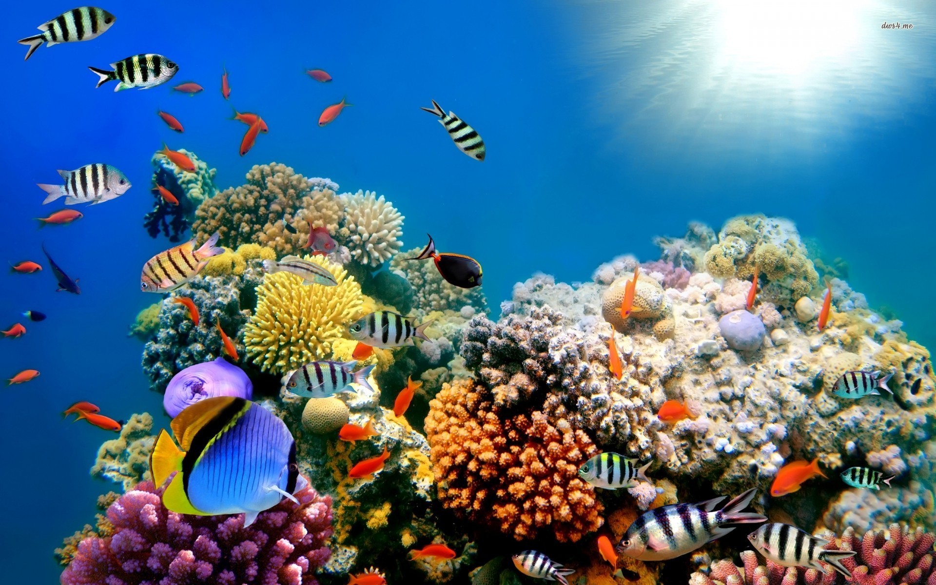 Coral Reef Backgrounds (65+ pictures)