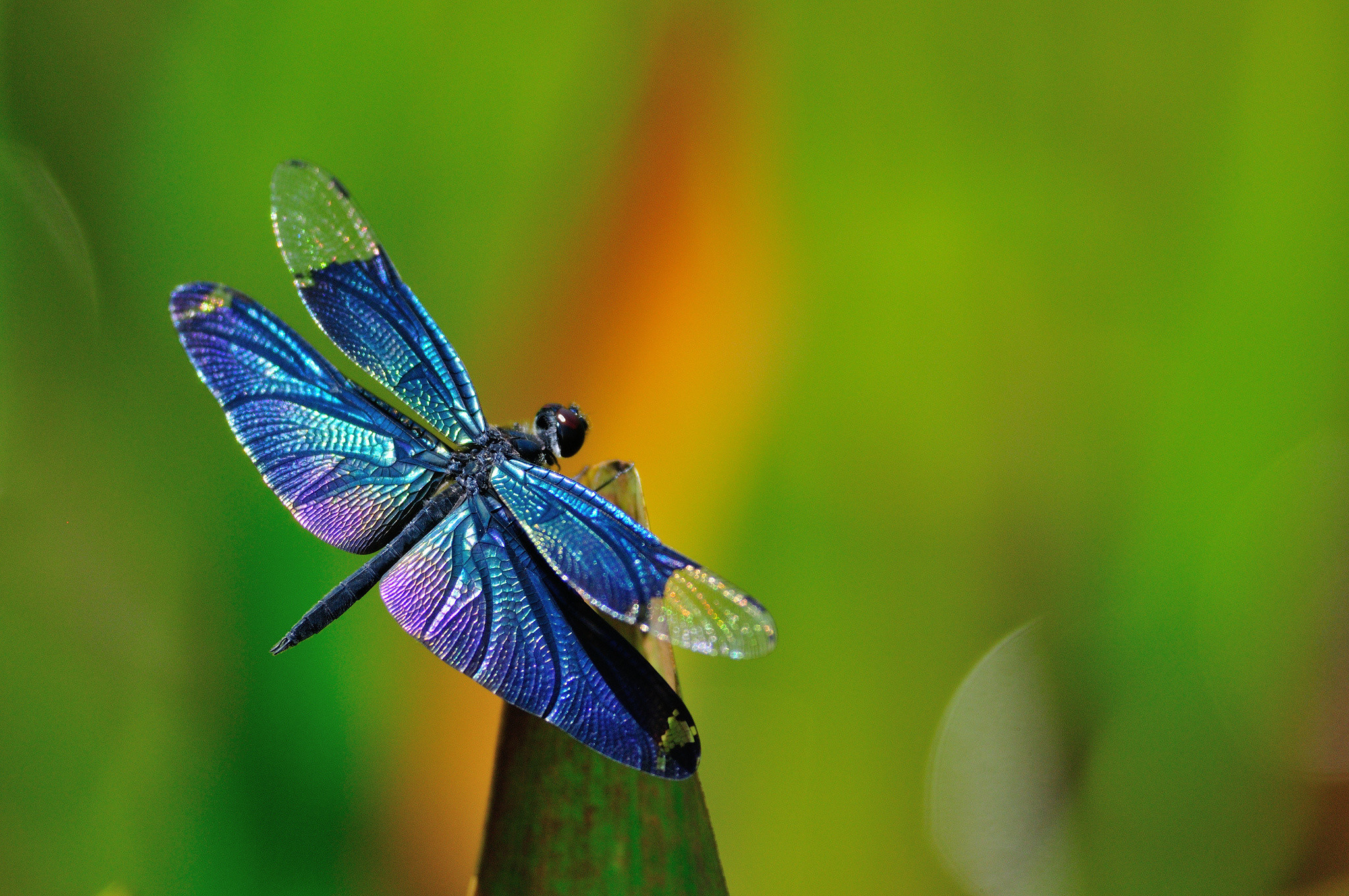 Dragonfly Backgrounds (57+ pictures)