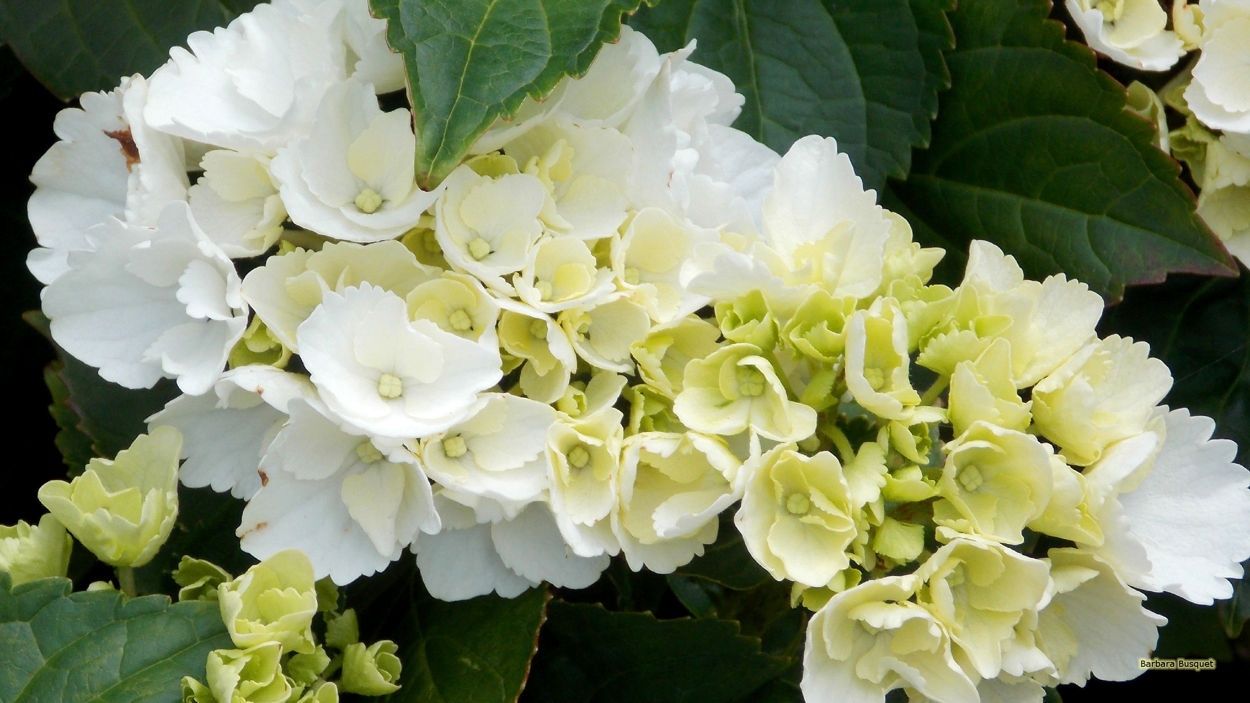 Hydrangea Background 45 Pictures