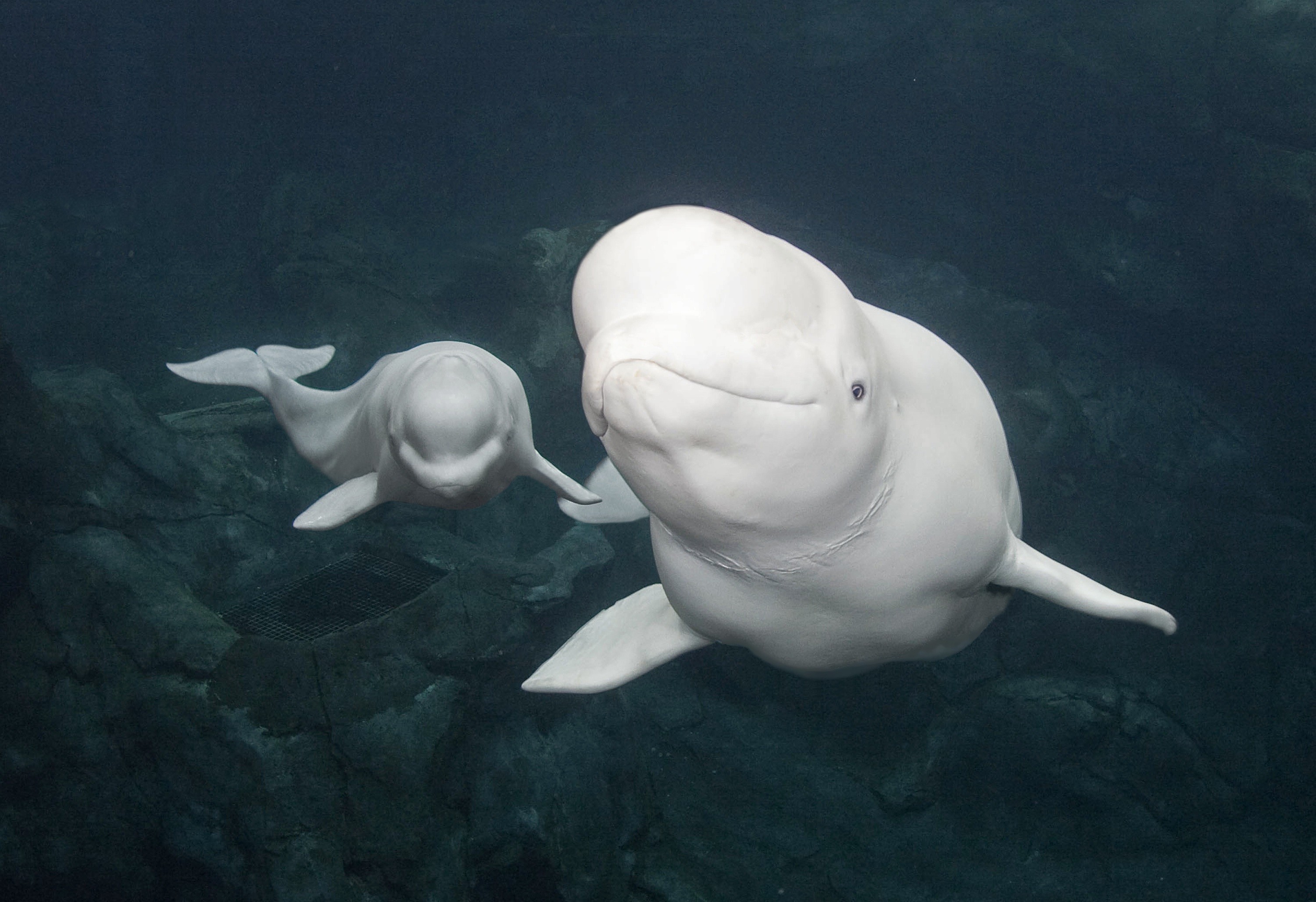 Georgia Aquariums Beluga Whales 3000x2057