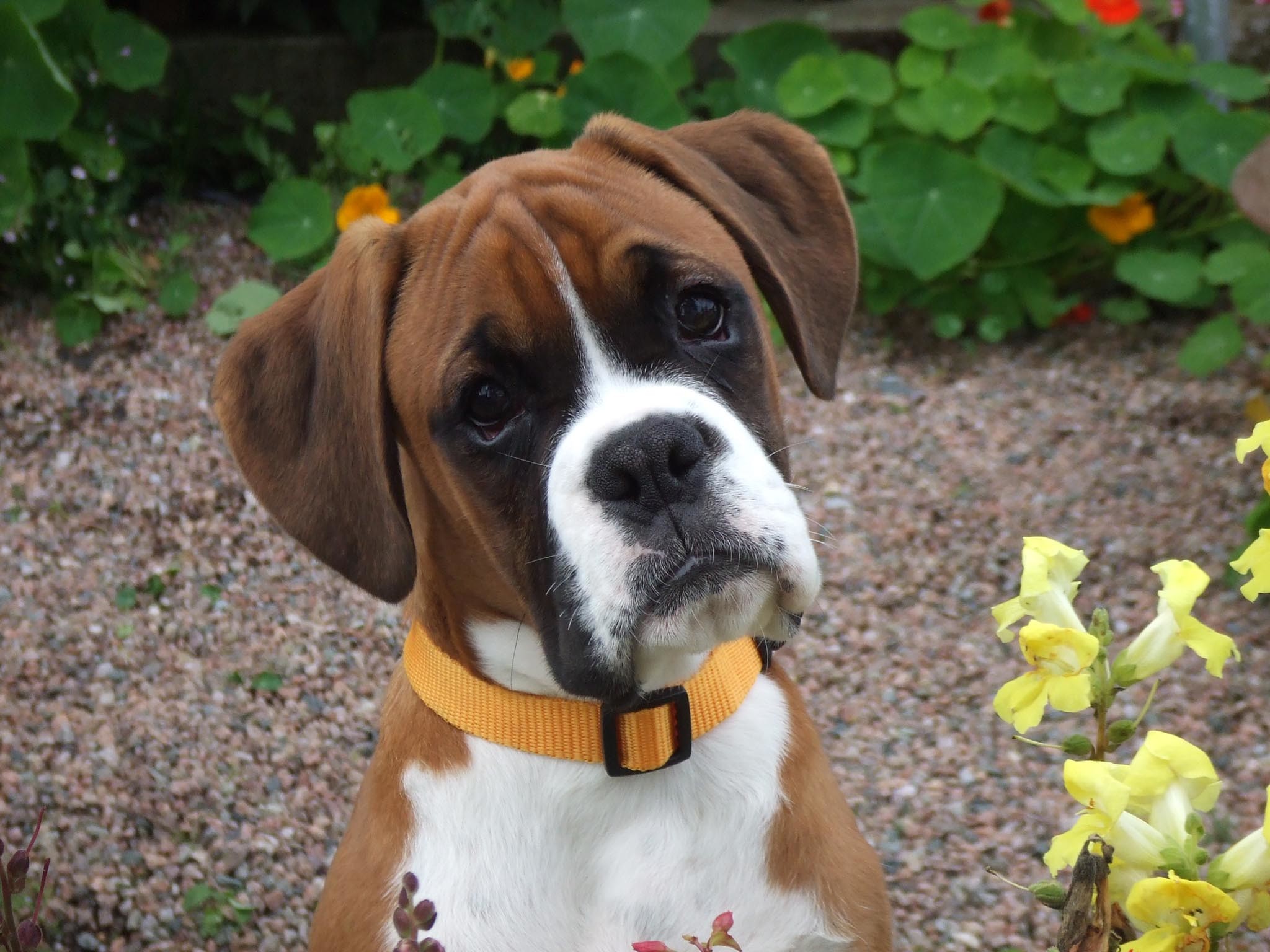 Search Results: Puppy Pretty Face Of Boxer Dog Wallpaper Hd. If you want  advice on how to make some fun and interesting designs, then we'll show you  ways to ... 2048x1536