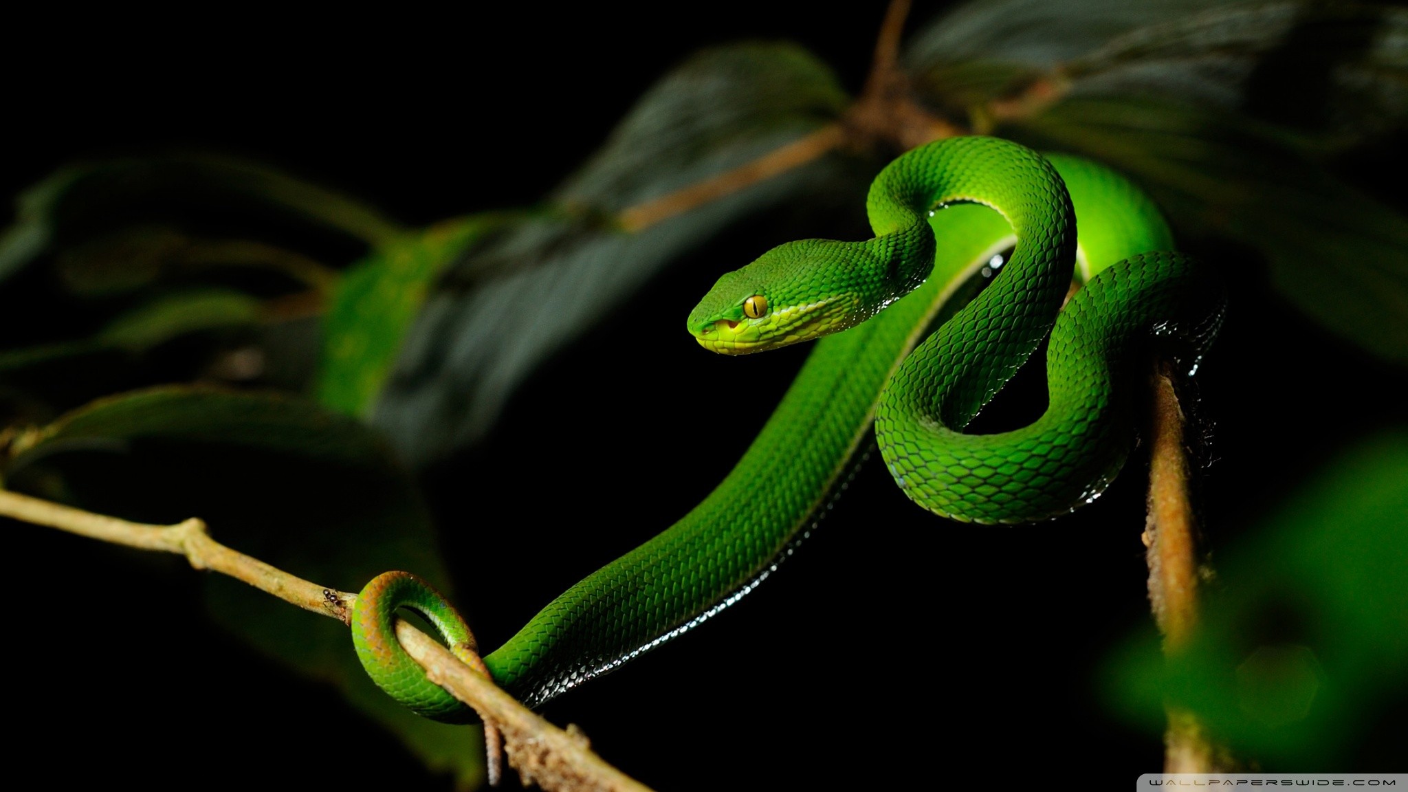 Зеленая змейка. Бумсланг змея. Зелёная древесная гадюка. Голубая куфия гадюка. Зелёная дреаесная гадюка.