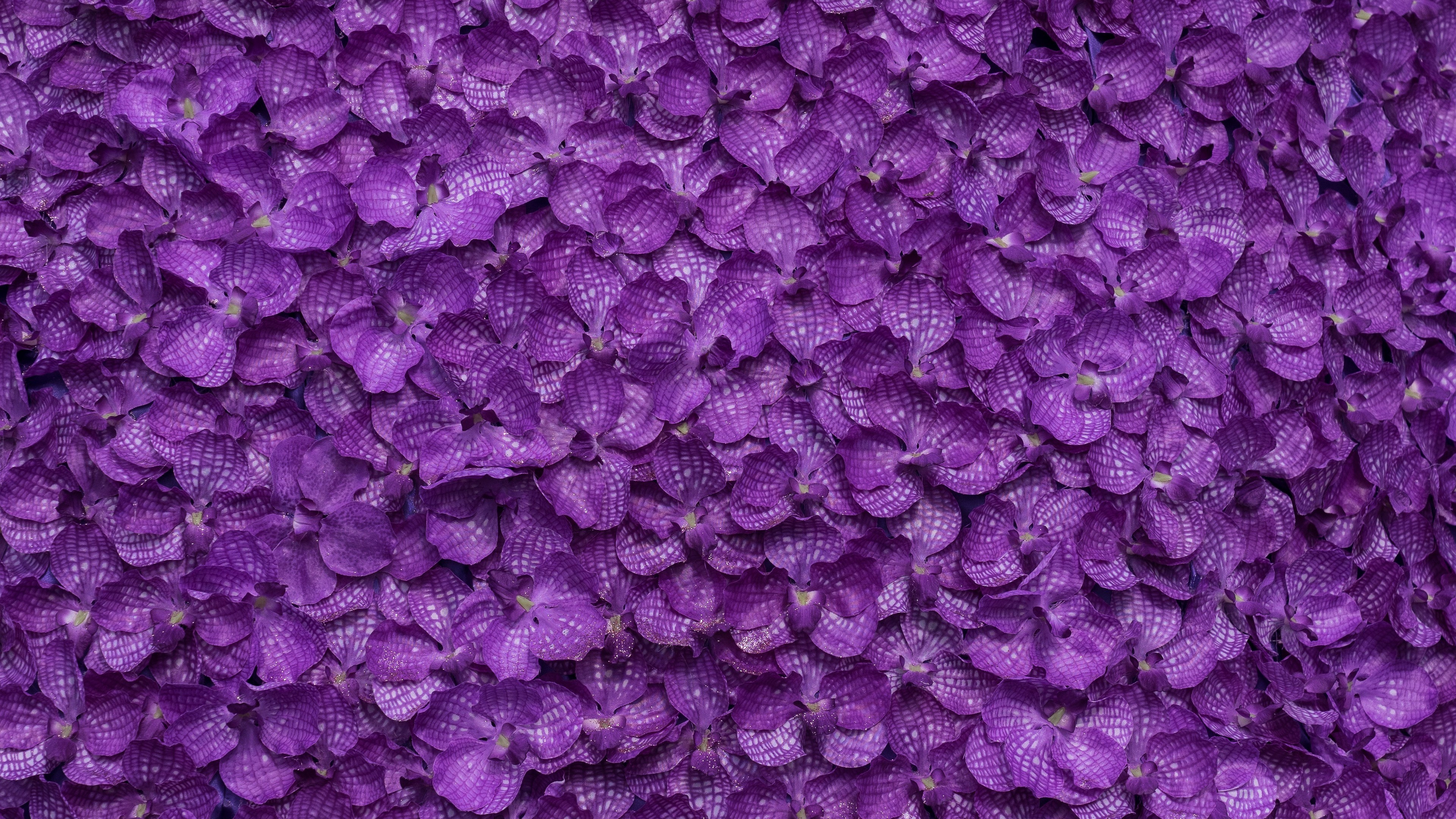 Shop Purple Wallpapers Online In India  LBB